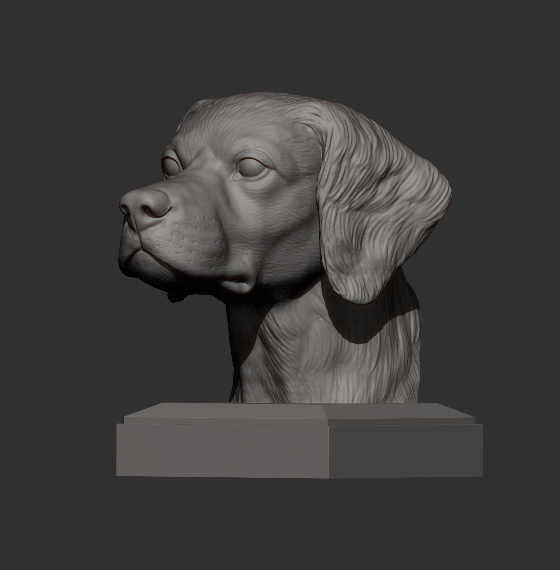 Brittany Spaniel or Breton Spaniel bust 3D print model_4