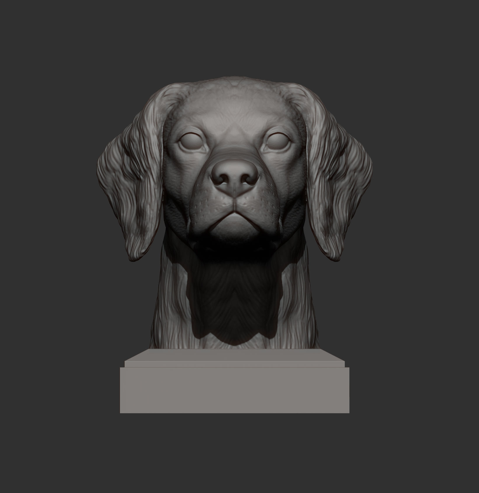 Brittany Spaniel or Breton Spaniel bust 3D print model_3