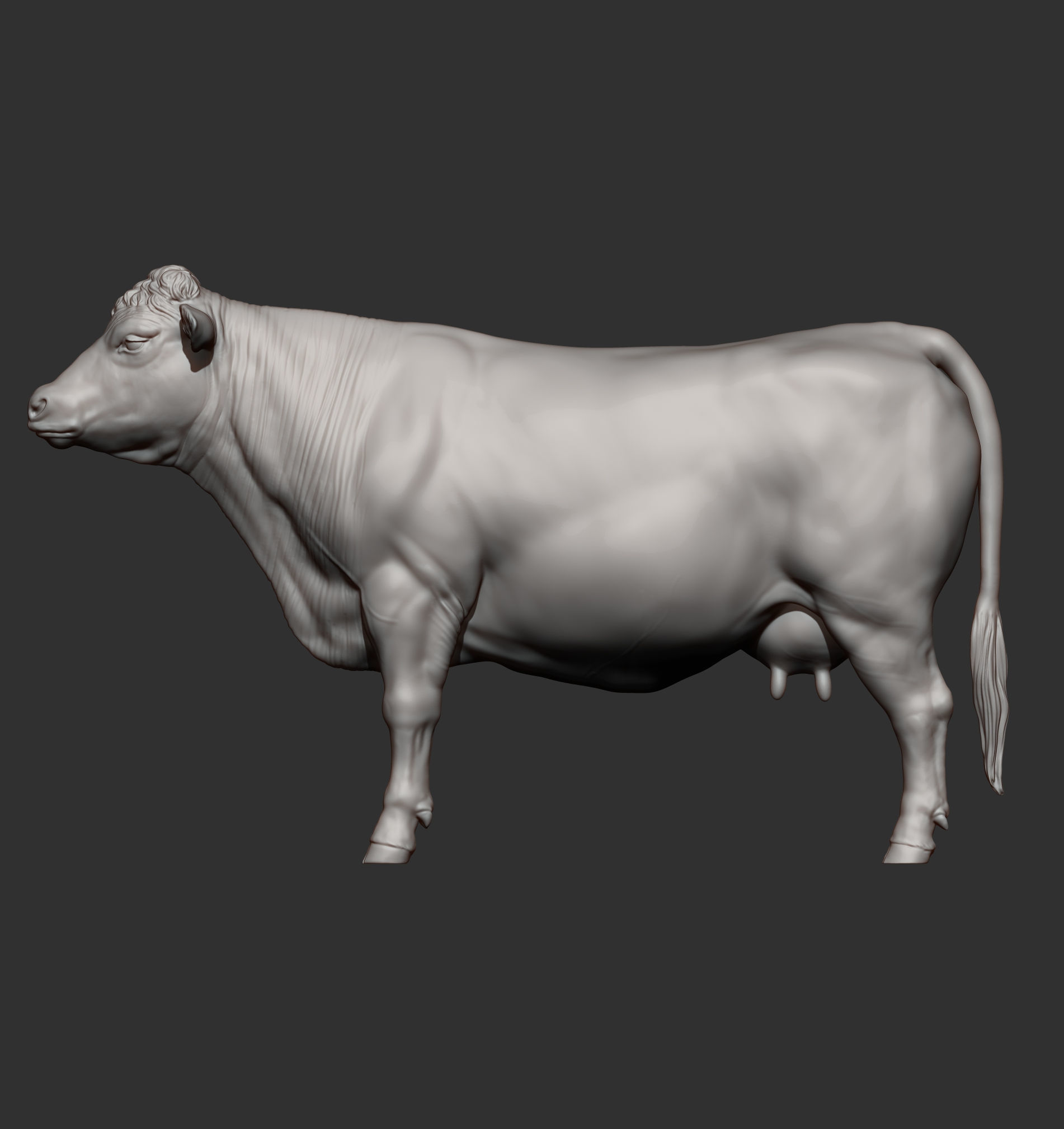 Charolais cow 3D print model_10