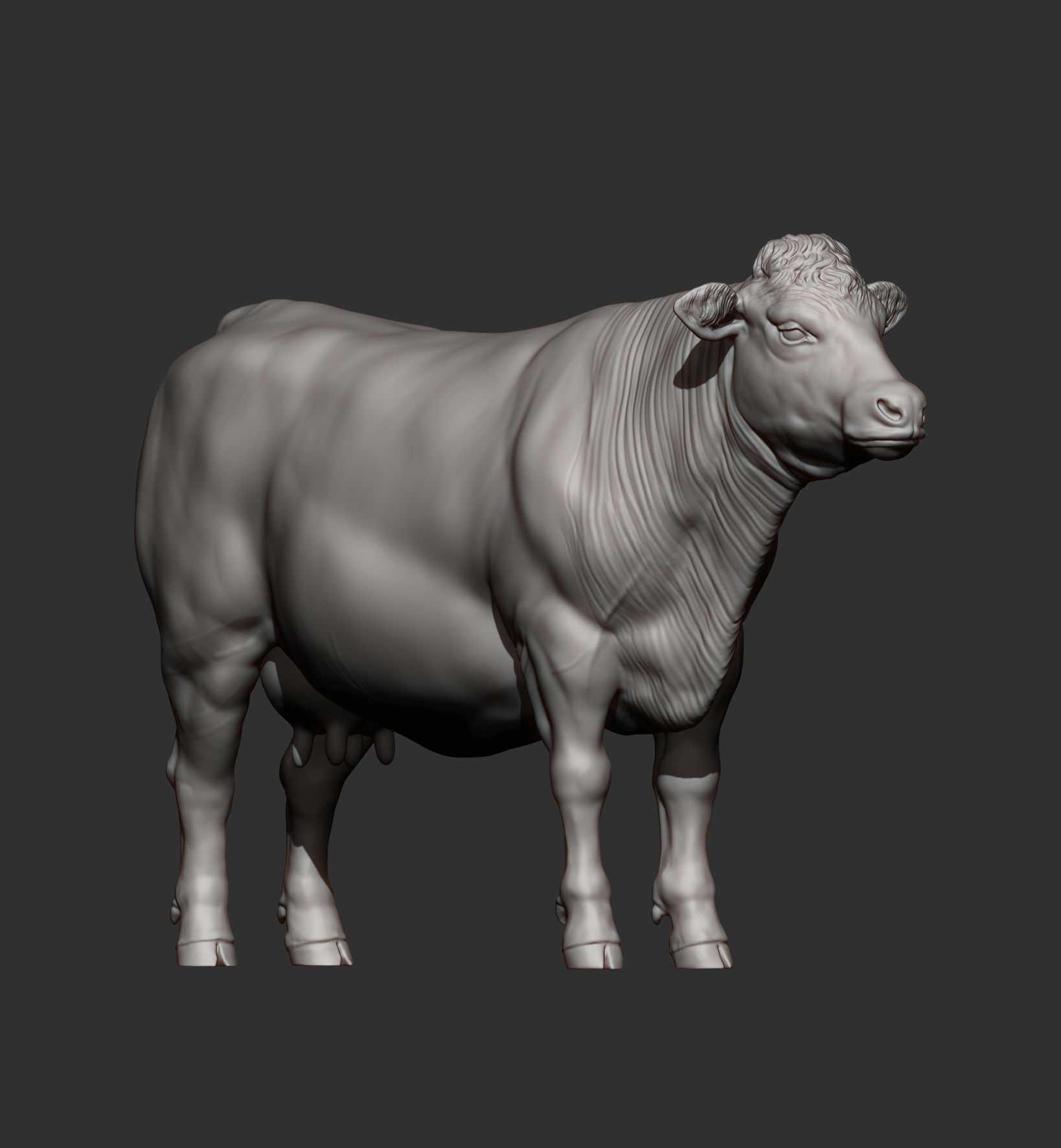 Charolais cow 3D print model_8