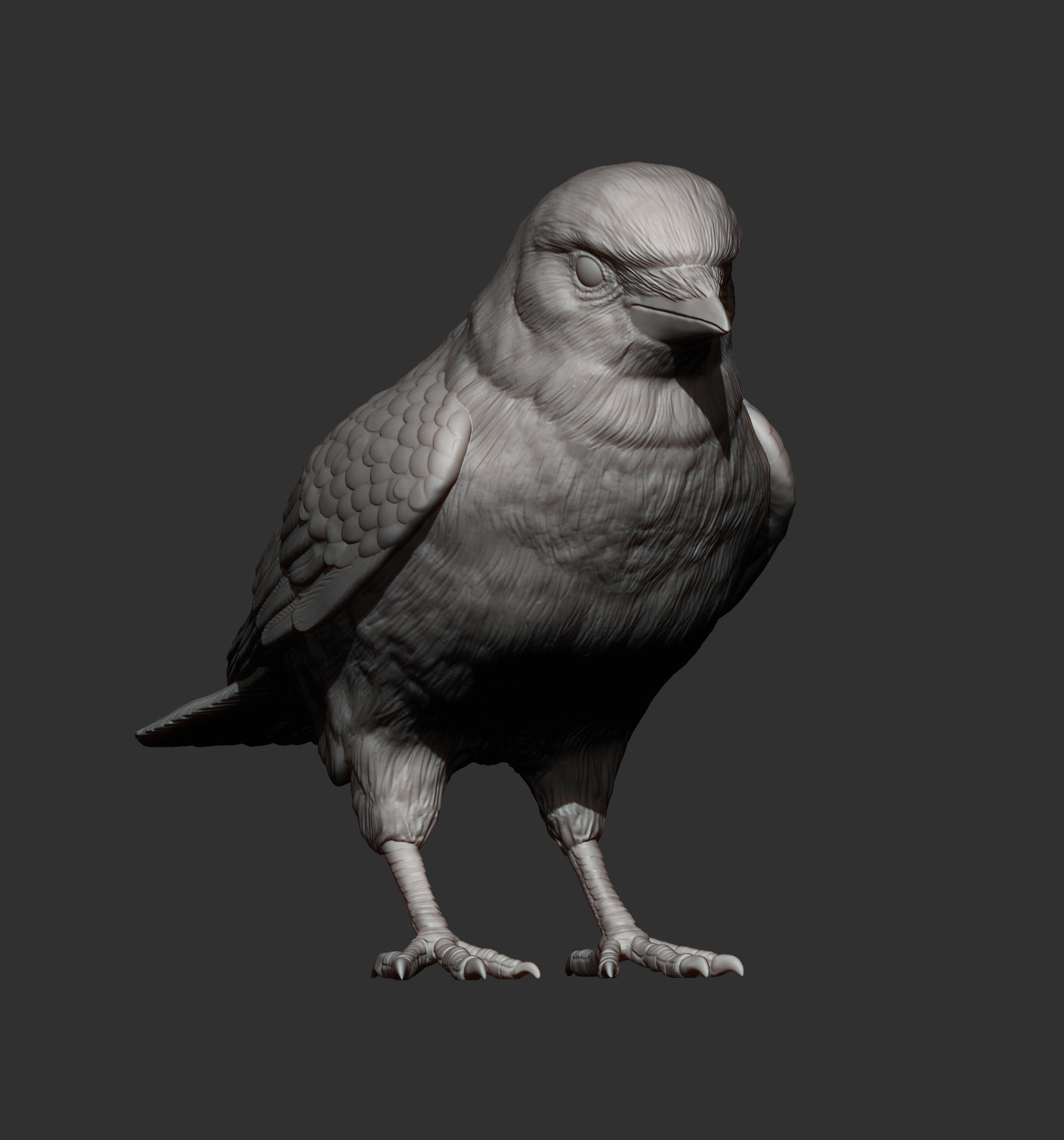 jackdaw 3D print model_10