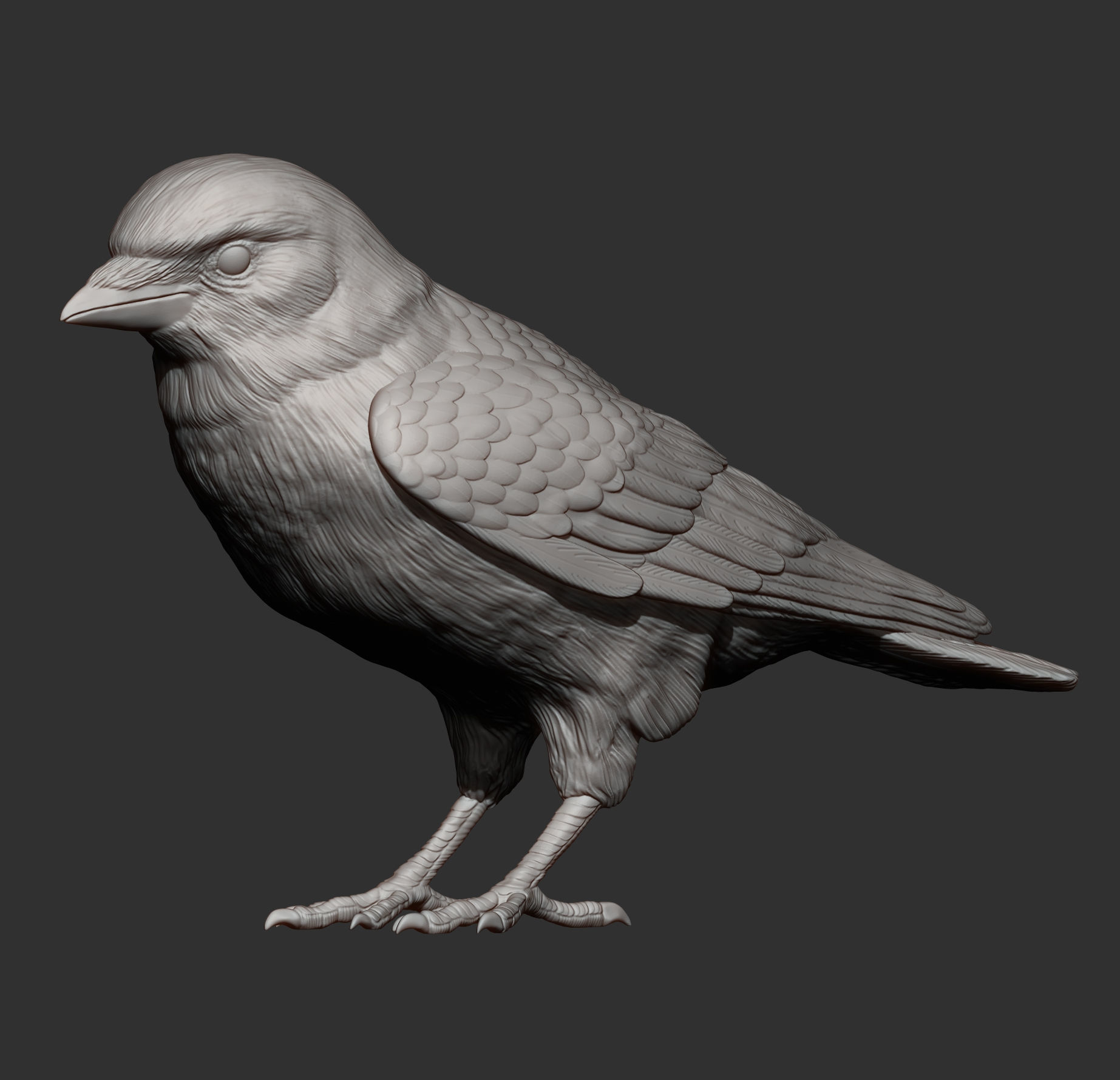jackdaw 3D print model_9