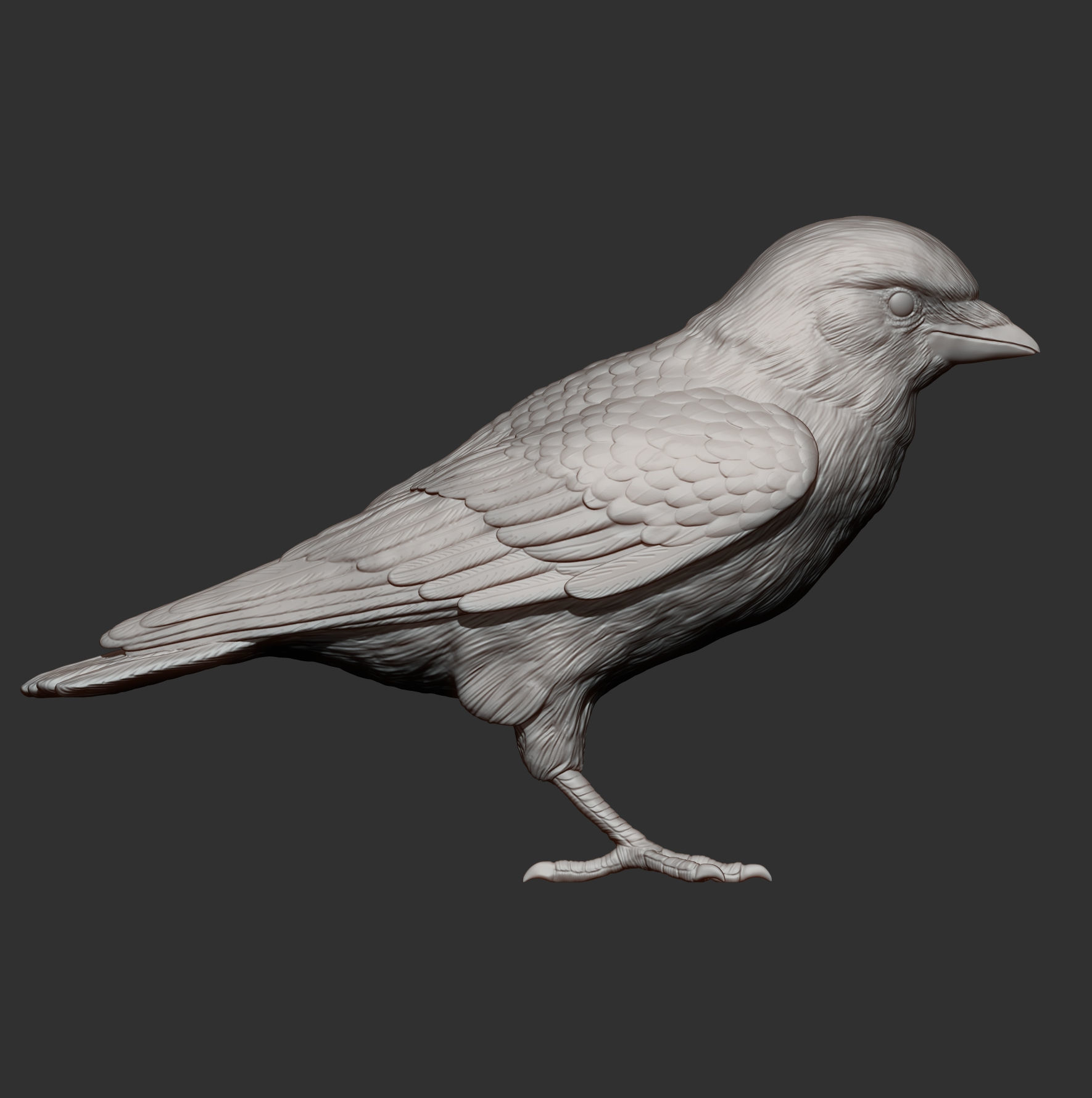 jackdaw 3D print model_12