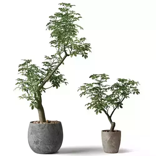 Scheffler houseplants in clay pots