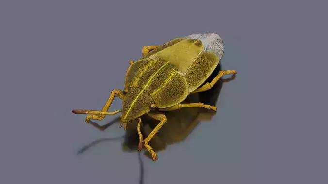 Stink bug Low-poly 3D model