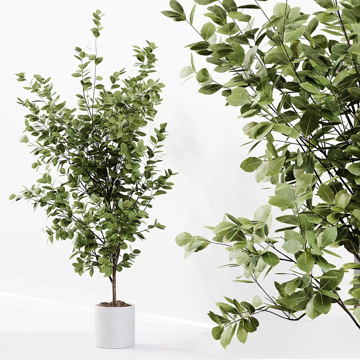 Indoor Plant 06 3D model_2