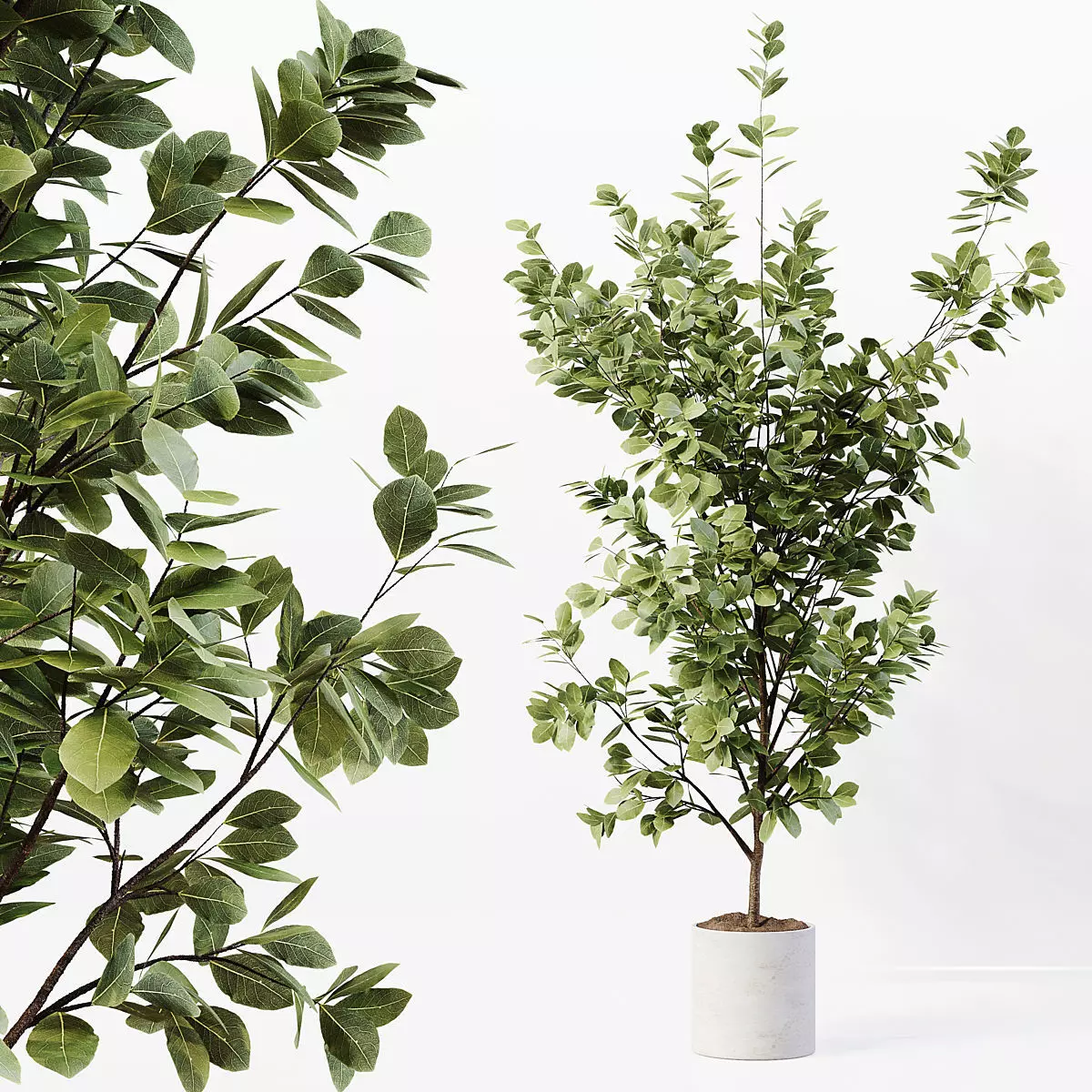 Indoor Plant 06 3D model_0