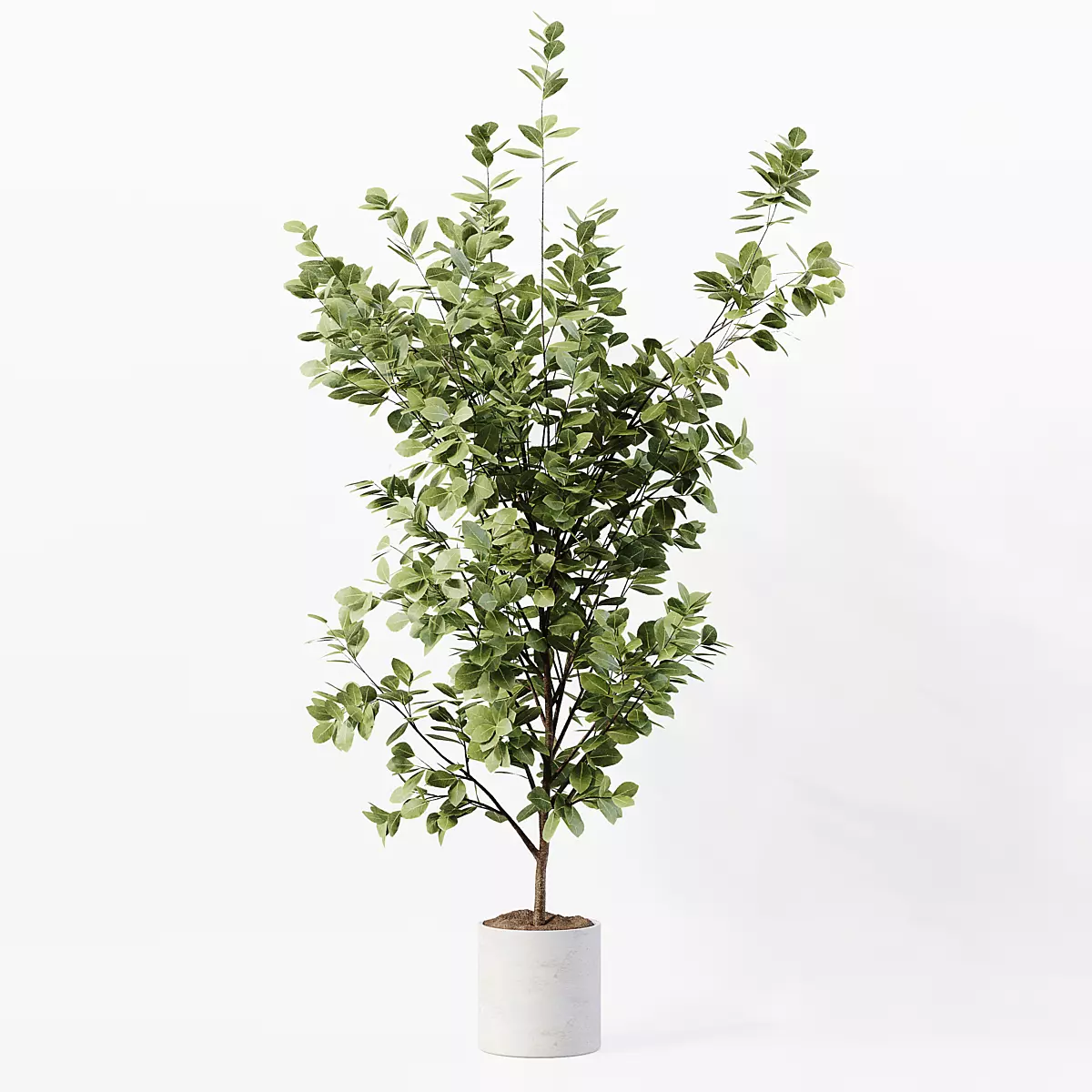 Indoor Plant 06 3D model_1