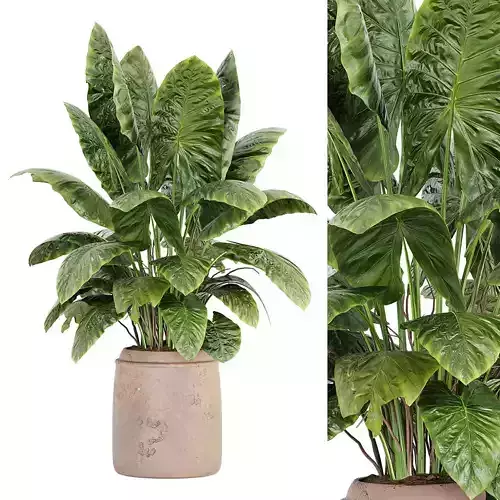 Indoor Plant Set 039