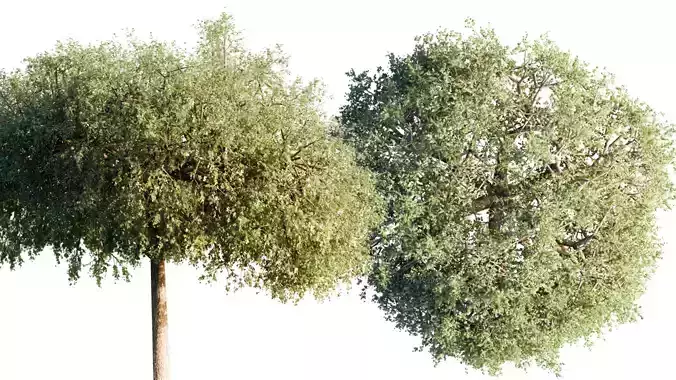 Complex Tree