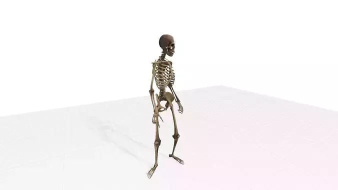 Realistic Skeleton 3D Model - Game-Ready Undead Warrior