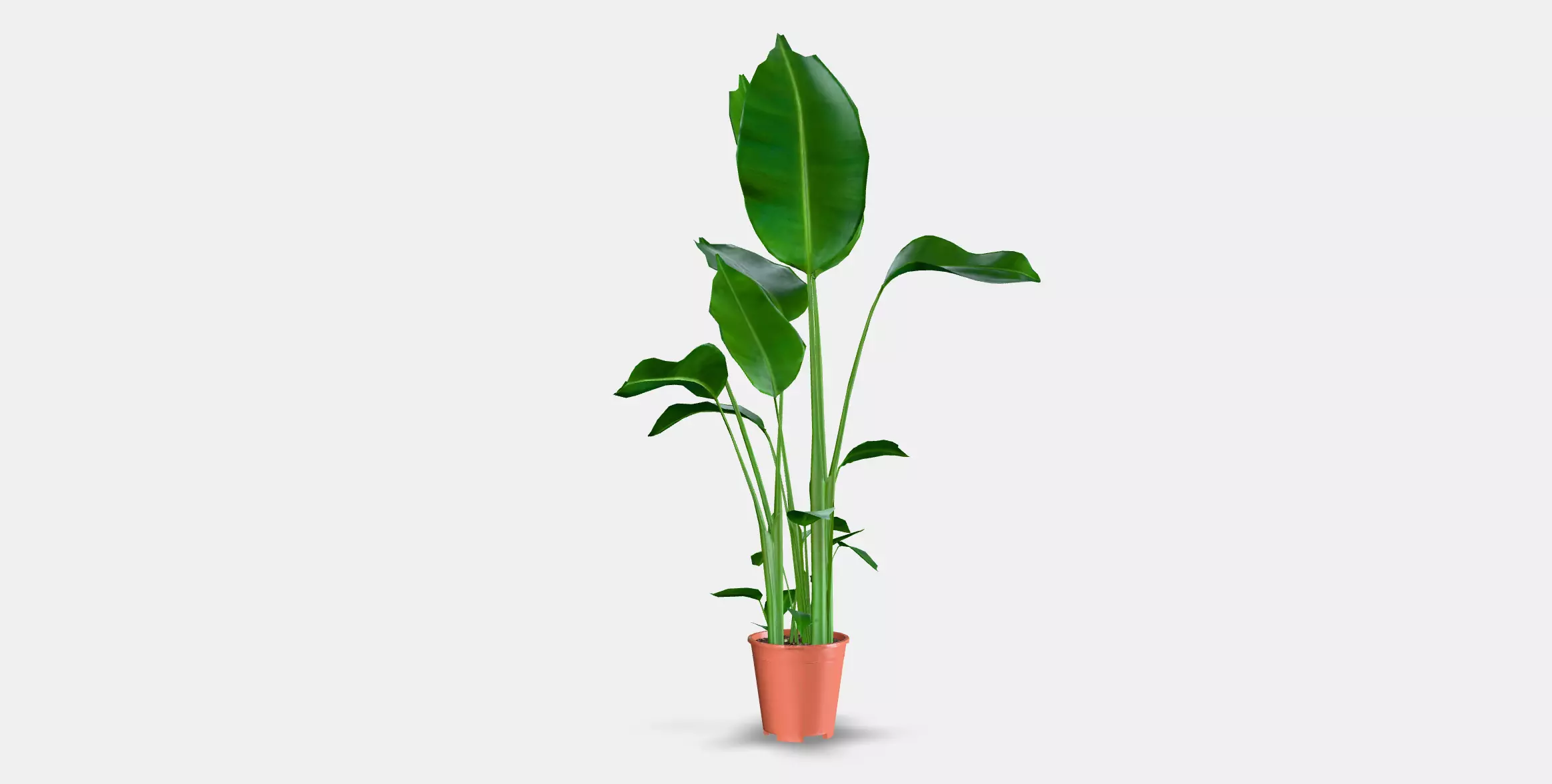 STRELITZIA Potted plant Low-poly 3D model_12