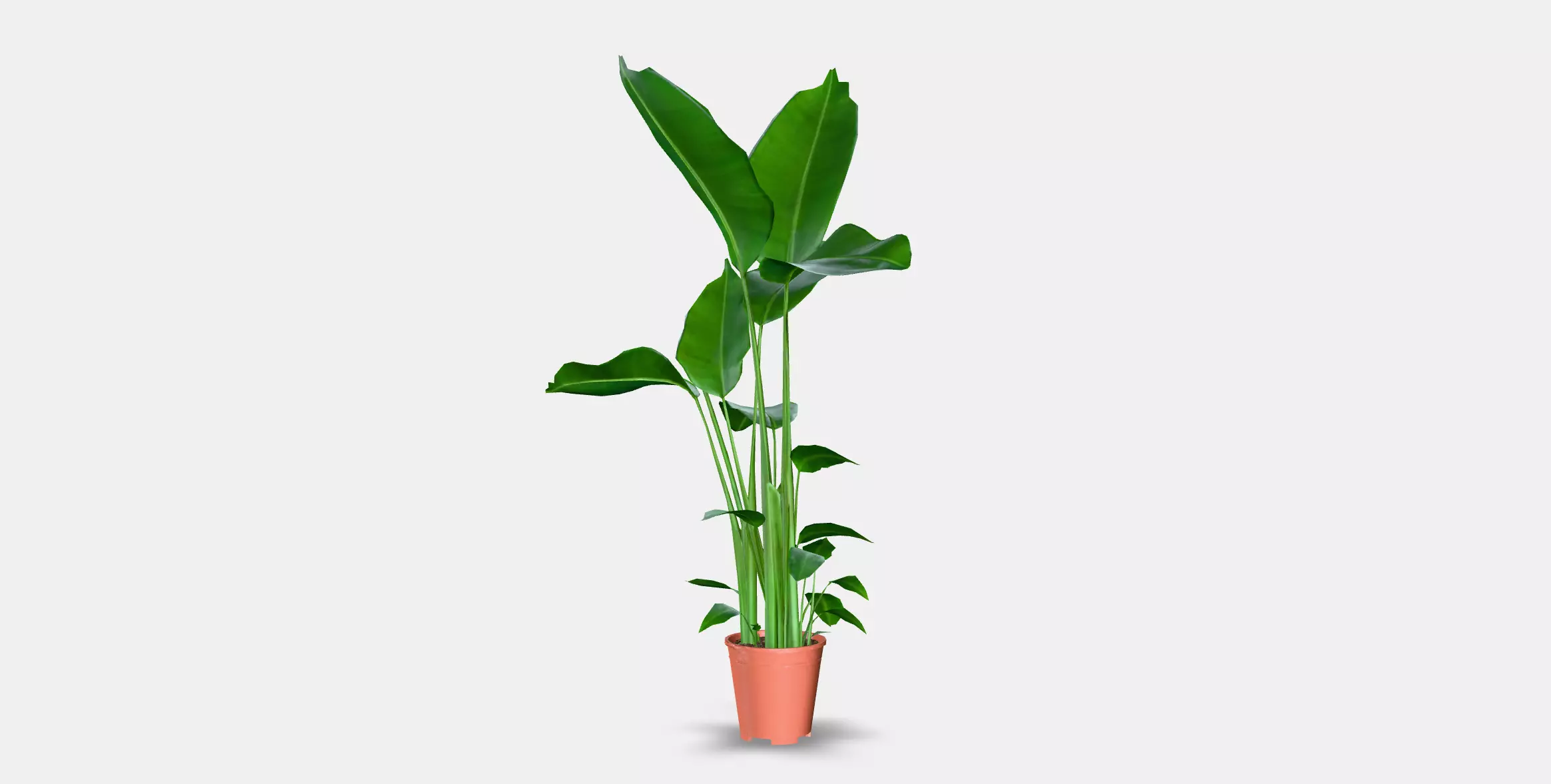 STRELITZIA Potted plant Low-poly 3D model_5