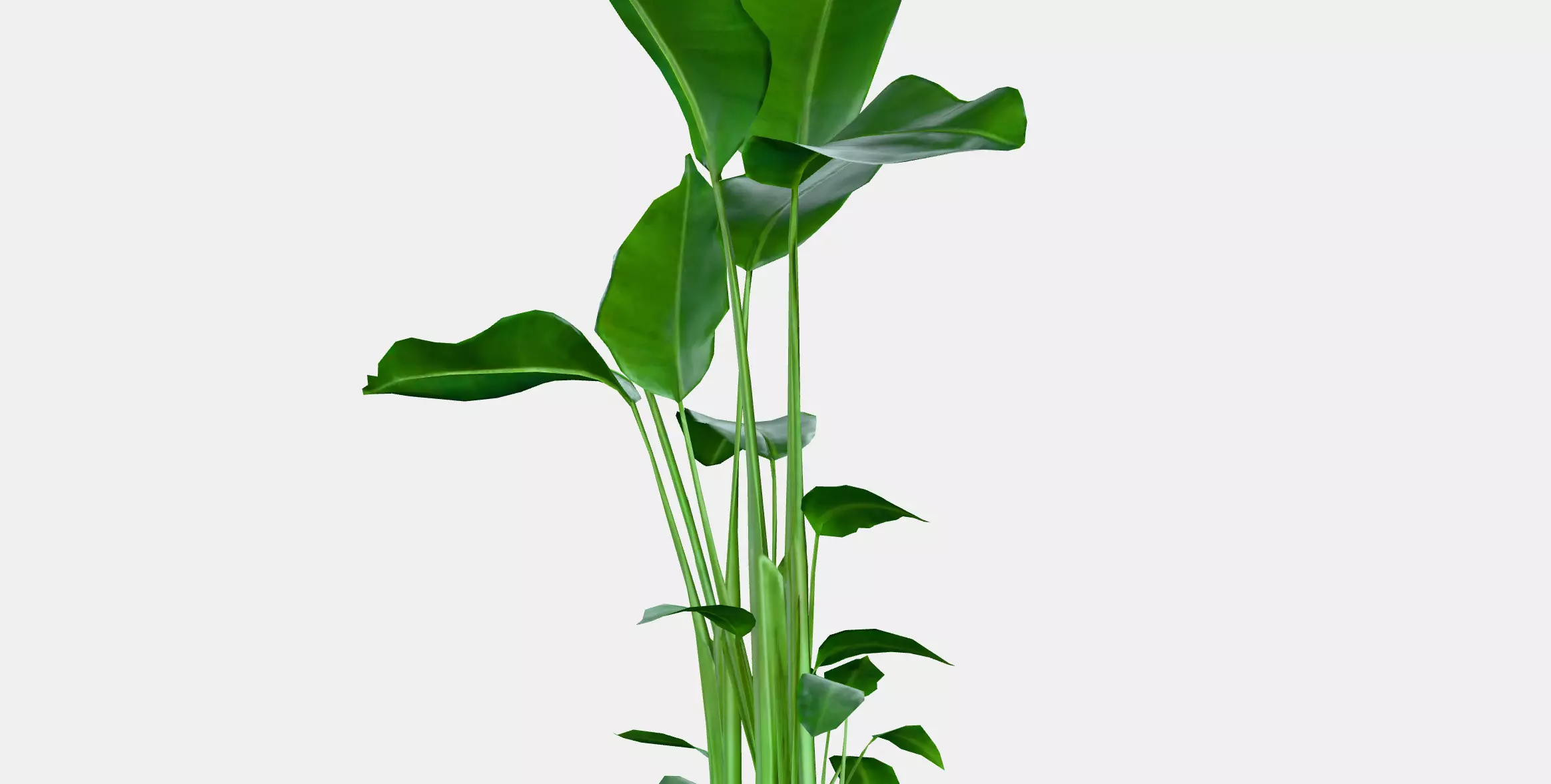 STRELITZIA Potted plant Low-poly 3D model_6