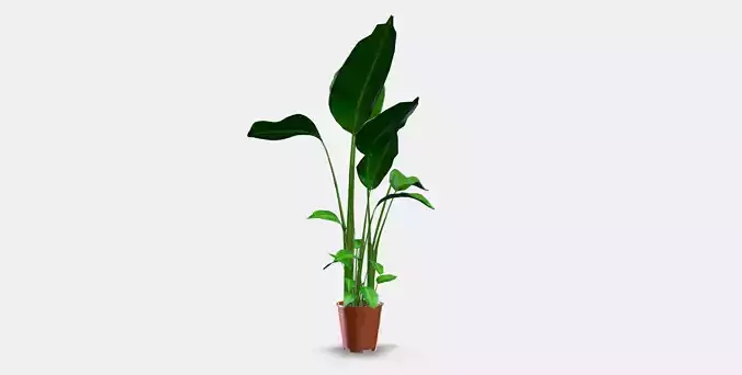 STRELITZIA Potted plant Low-poly 3D model