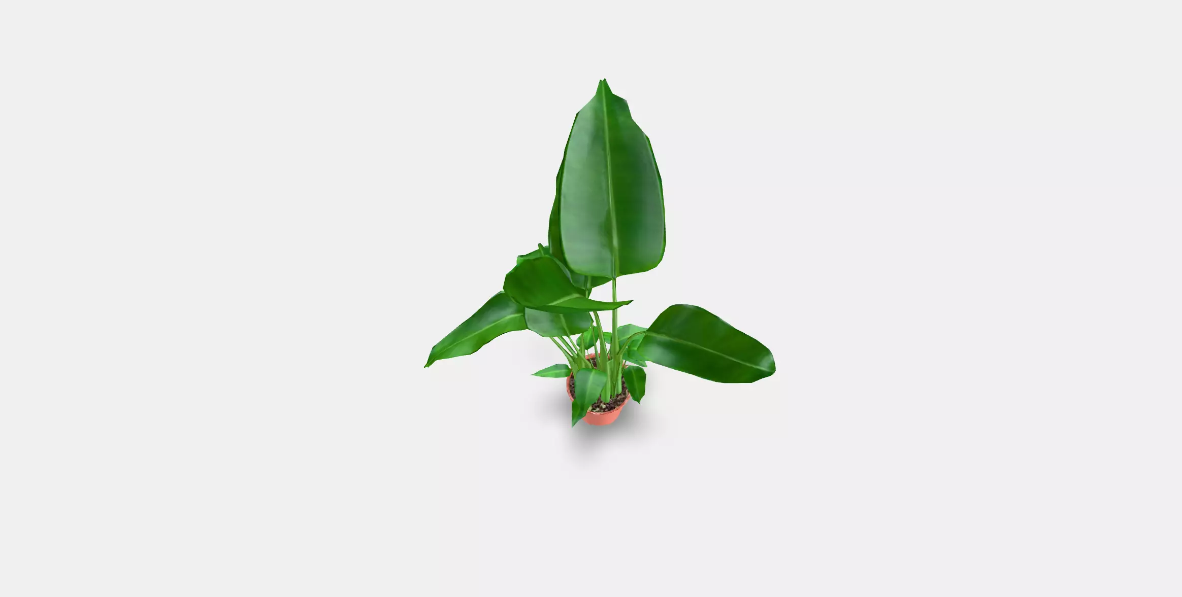 STRELITZIA Potted plant Low-poly 3D model_3