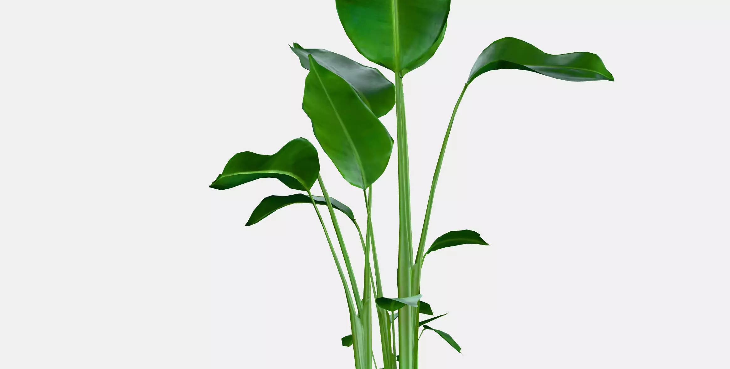 STRELITZIA Potted plant Low-poly 3D model_2