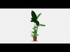 STRELITZIA Potted plant Low-poly 3D model_1