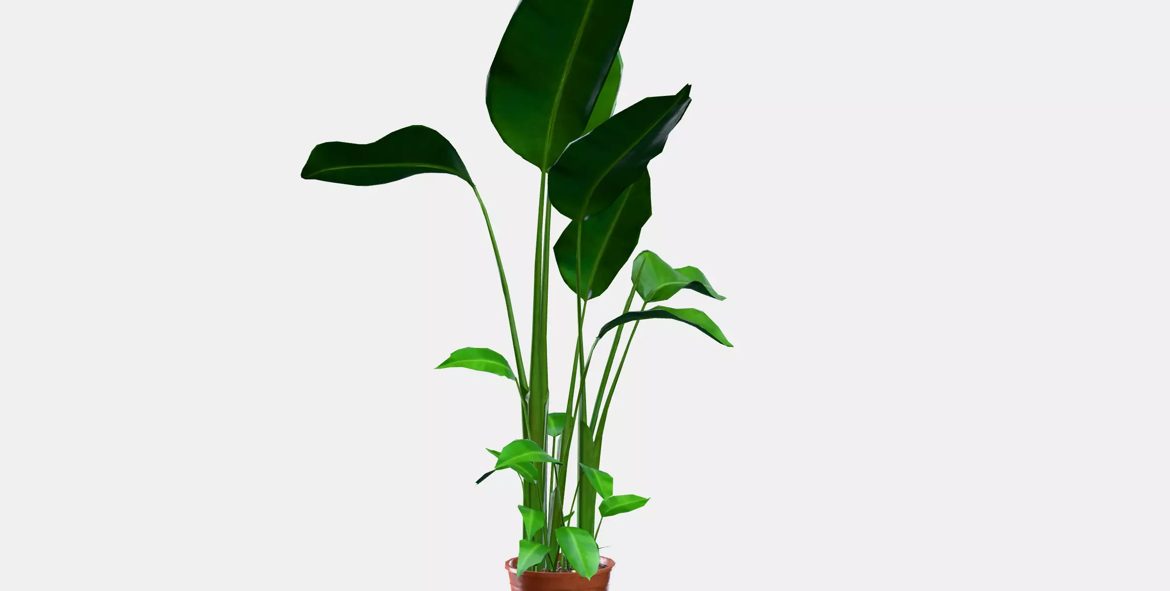 STRELITZIA Potted plant Low-poly 3D model_9