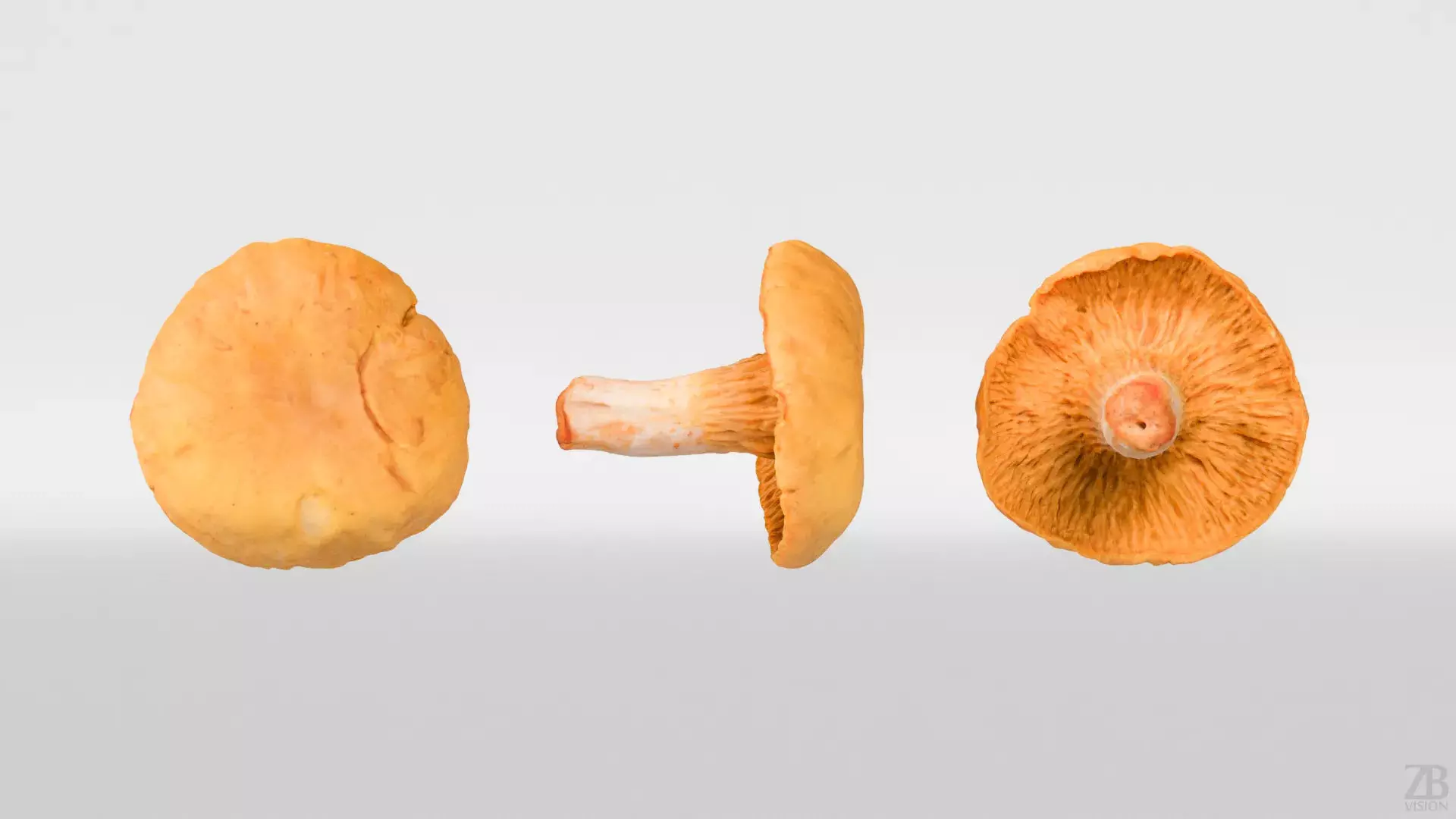 Mushroom 3D model_4