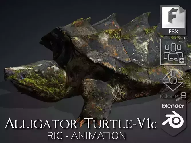 Alligator Turtle-V1c 3D model