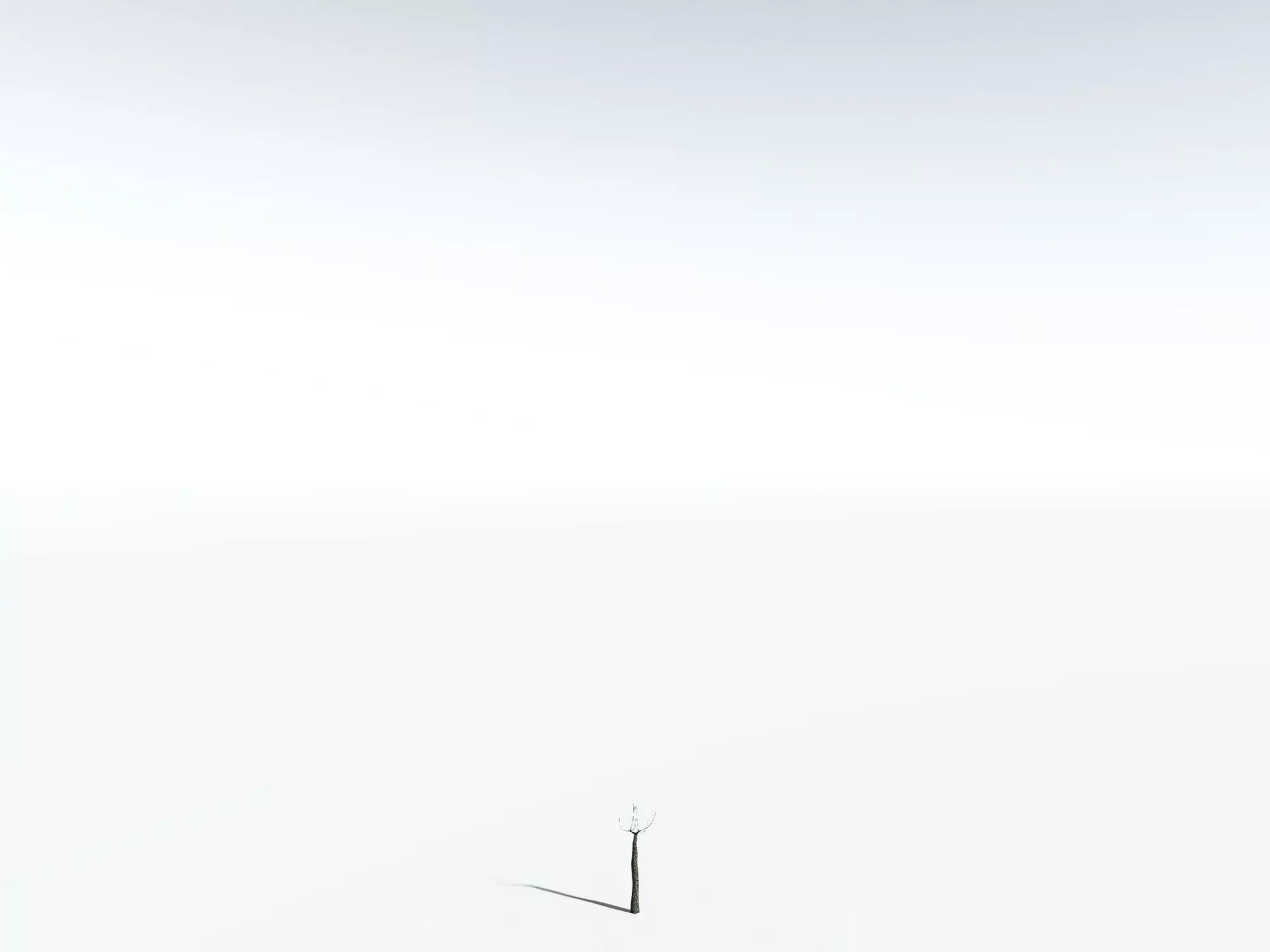 EVERYPlant Lepidodendron Aculeatum 3D model_26