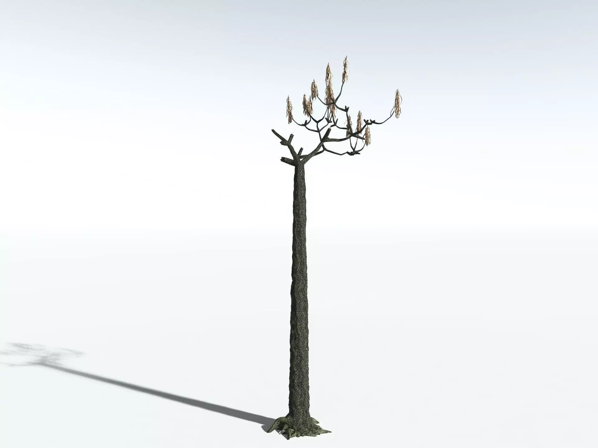 EVERYPlant Lepidodendron Aculeatum 3D model_18