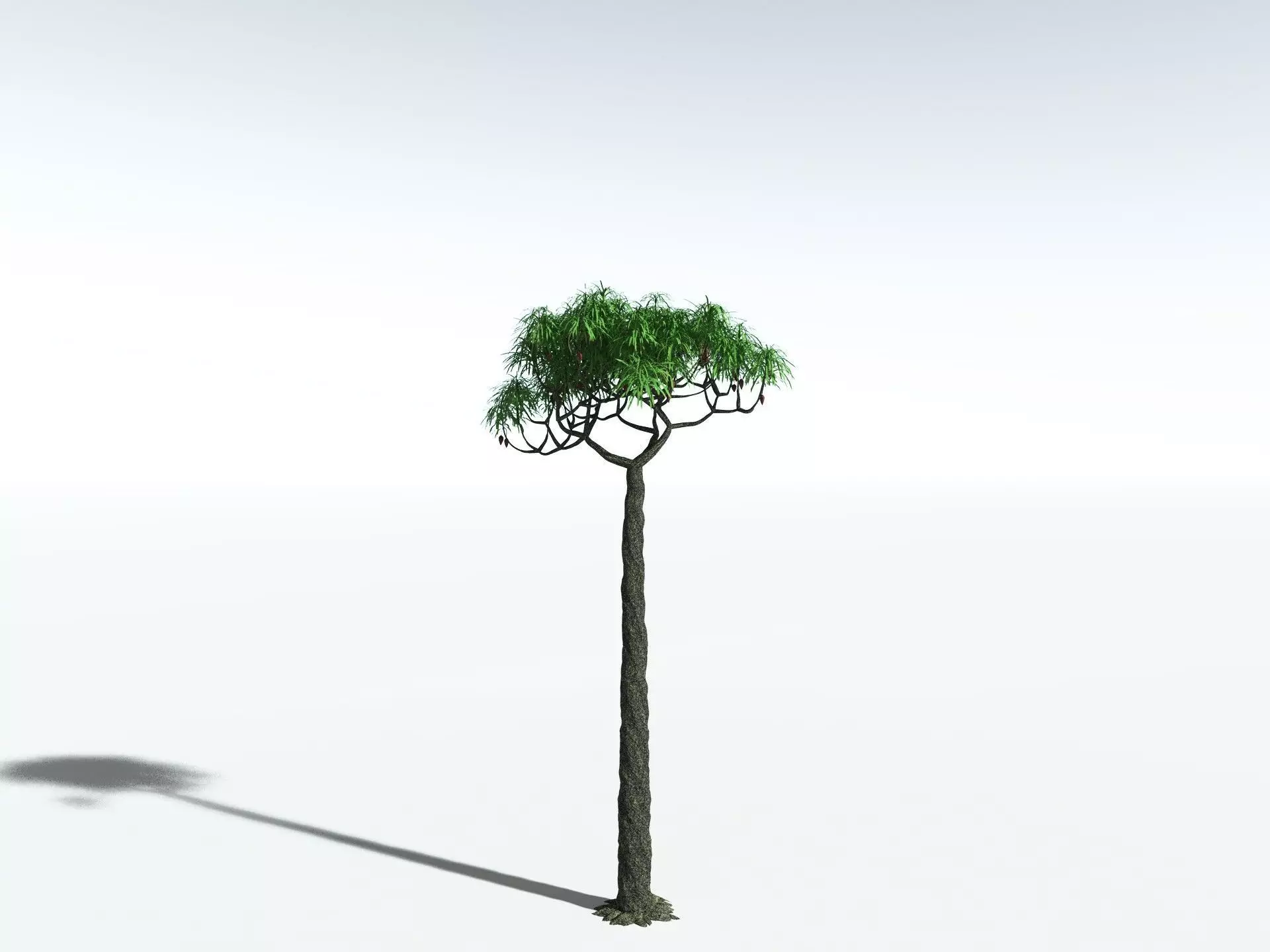 EVERYPlant Lepidodendron Aculeatum 3D model_22