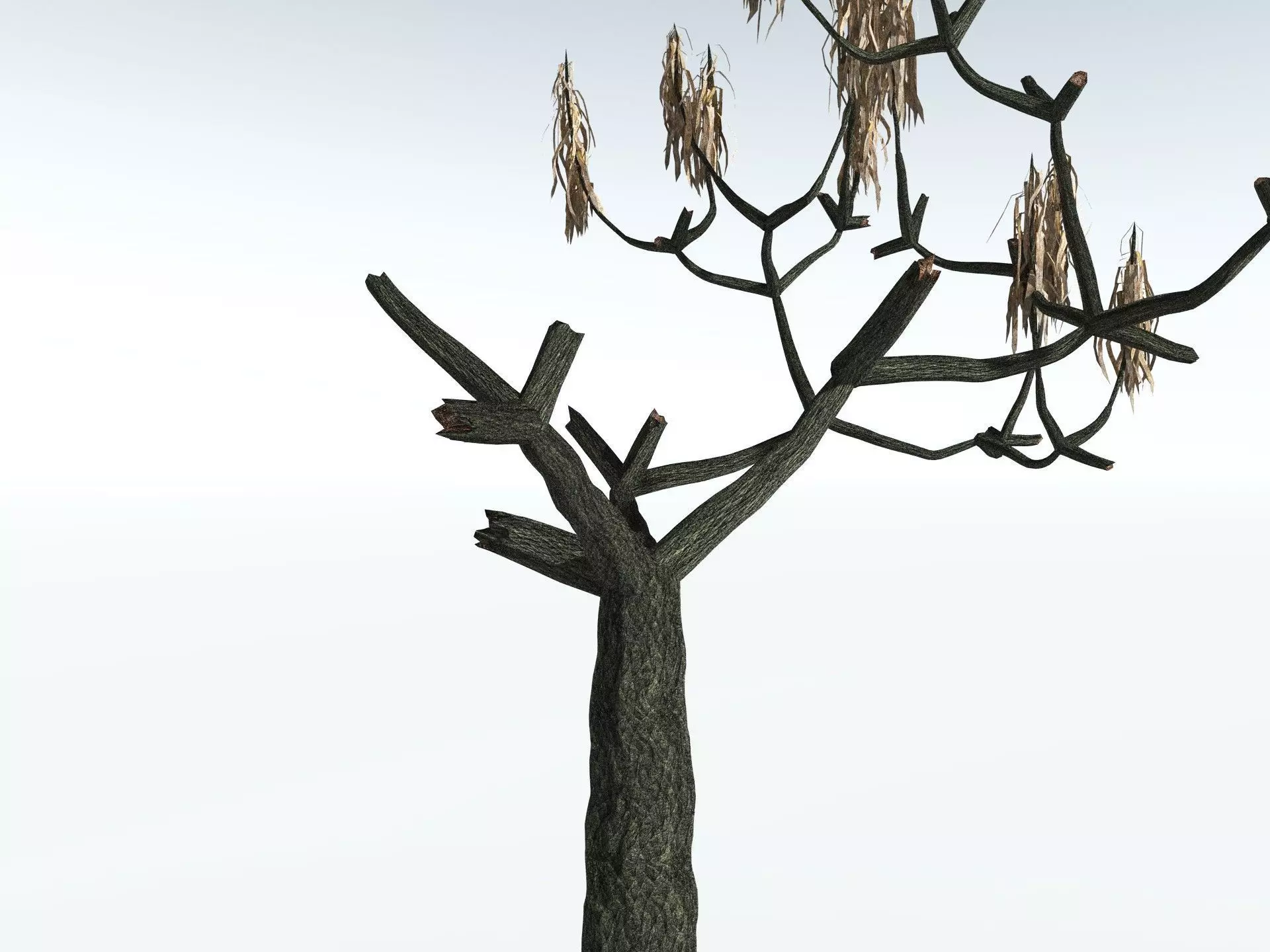 EVERYPlant Lepidodendron Aculeatum 3D model_19