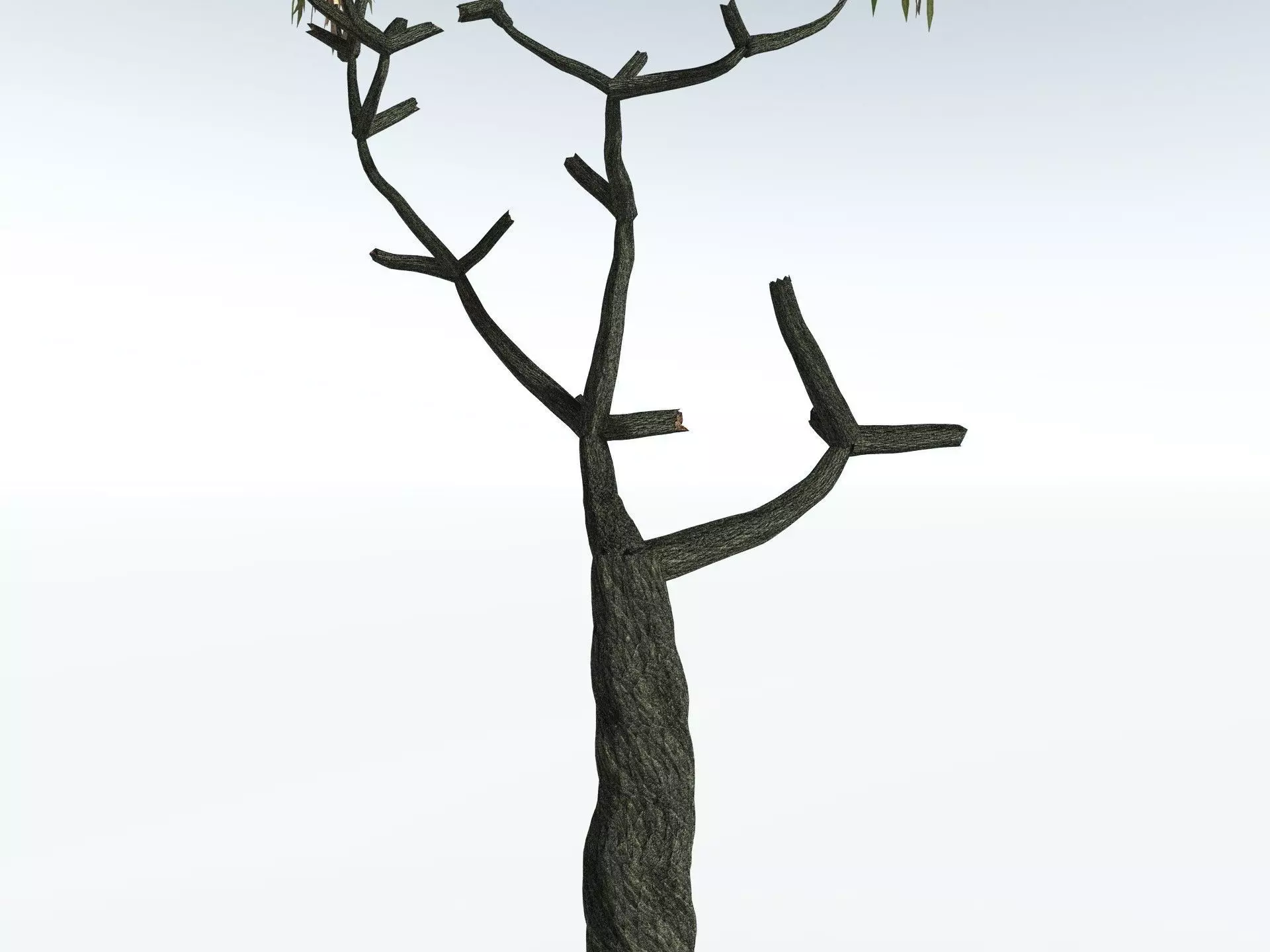 EVERYPlant Lepidodendron Aculeatum 3D model_17