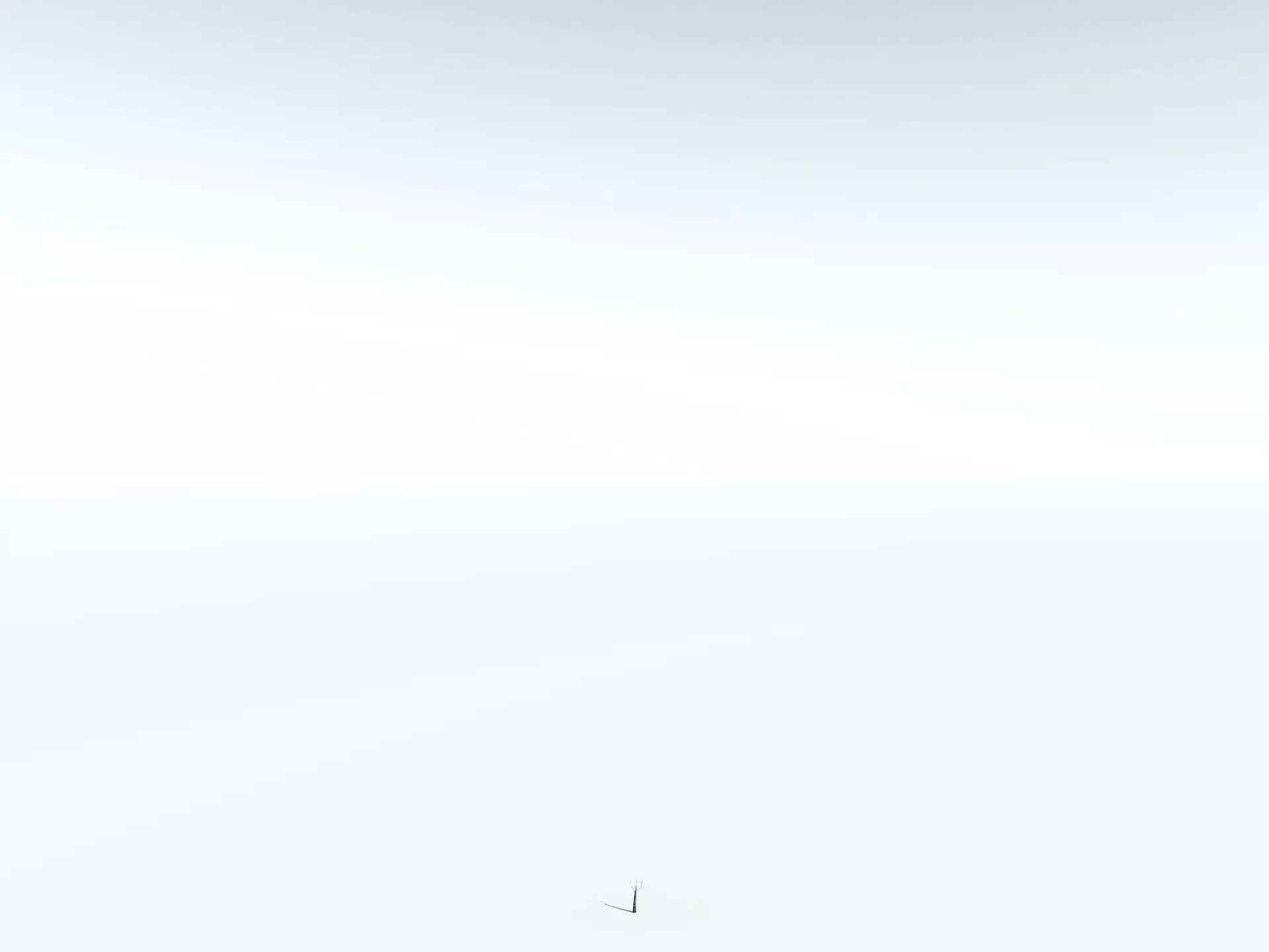 EVERYPlant Lepidodendron Aculeatum 3D model_28