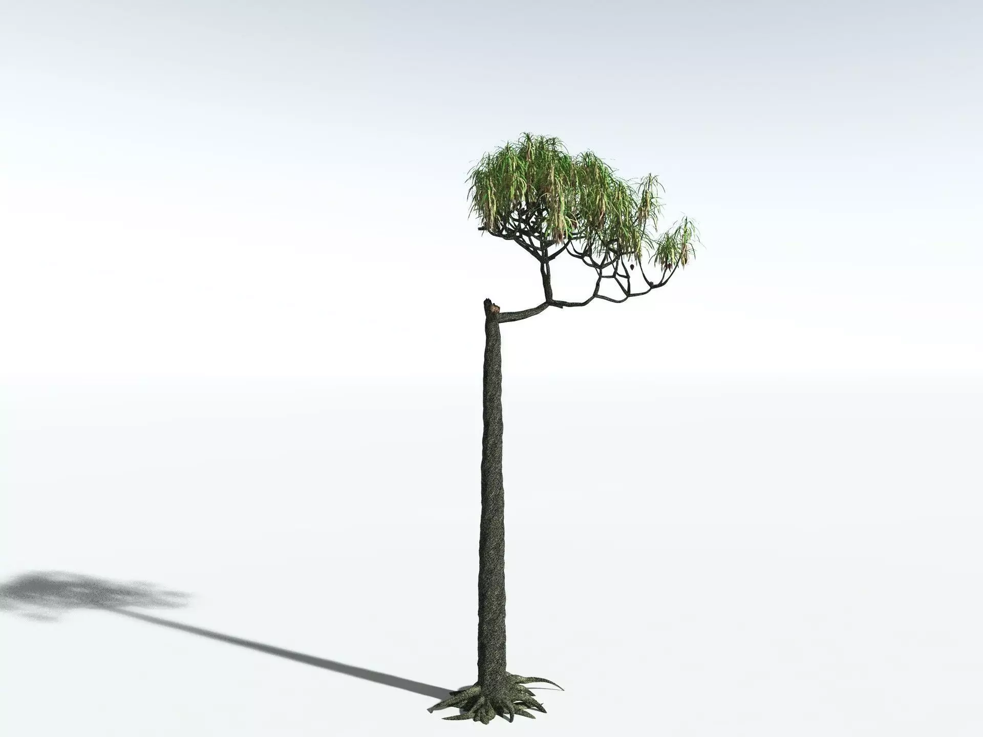 EVERYPlant Lepidodendron Aculeatum 3D model_14