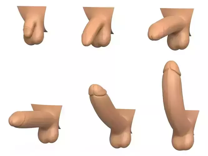3D Print Ready Penis Erection Stages 3D print model