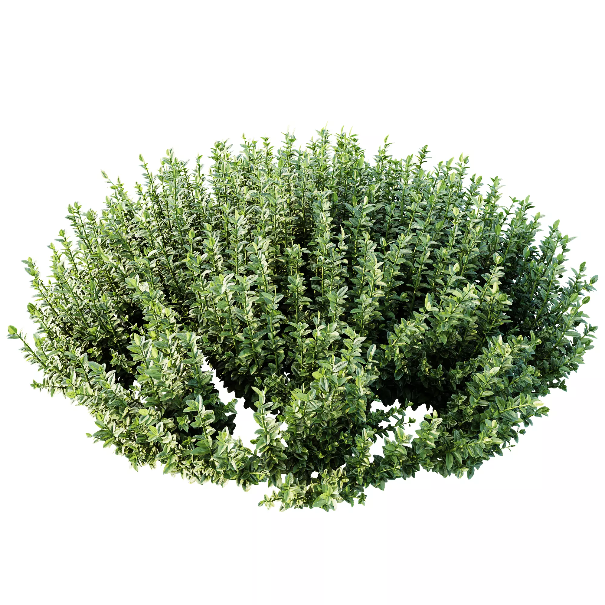 AV Plant Calluna Vulgaris Helena Summer Broom Girls04 3D model_3