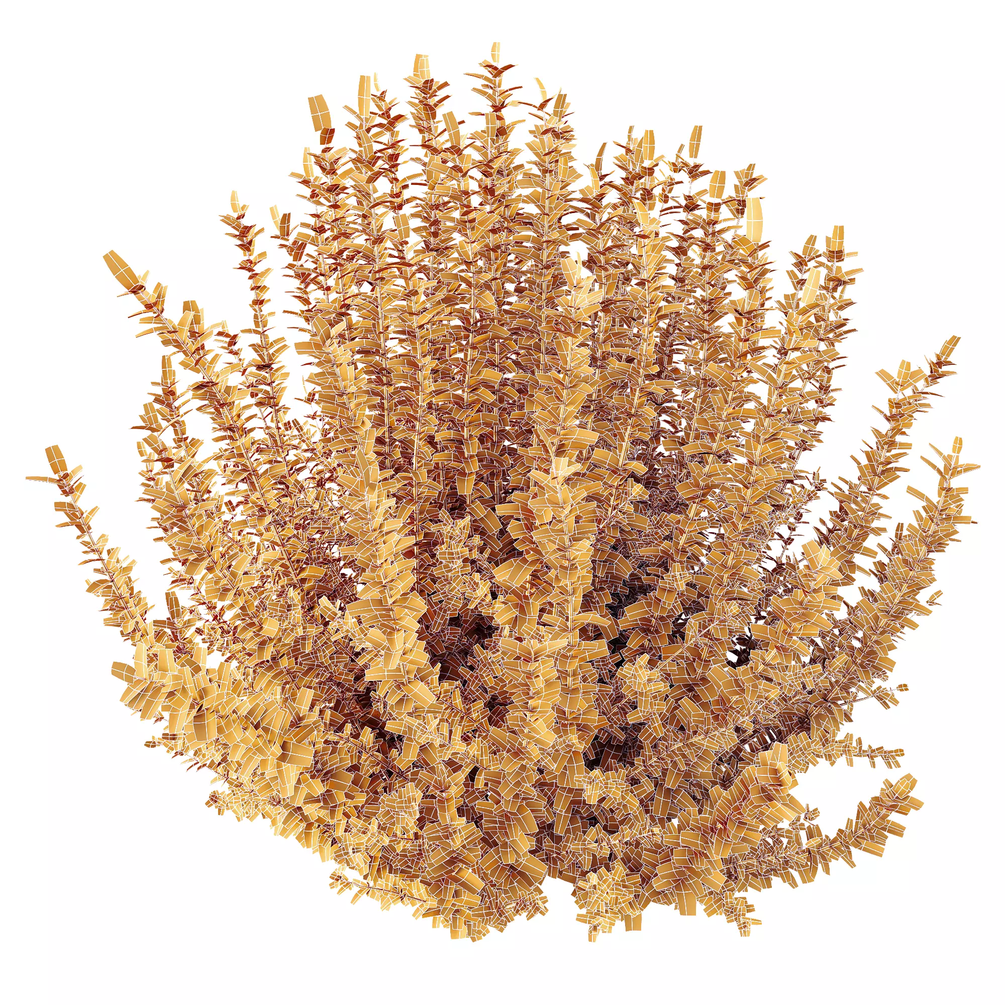 AV Plant Calluna Vulgaris Helena Summer Broom Girls04 3D model_4