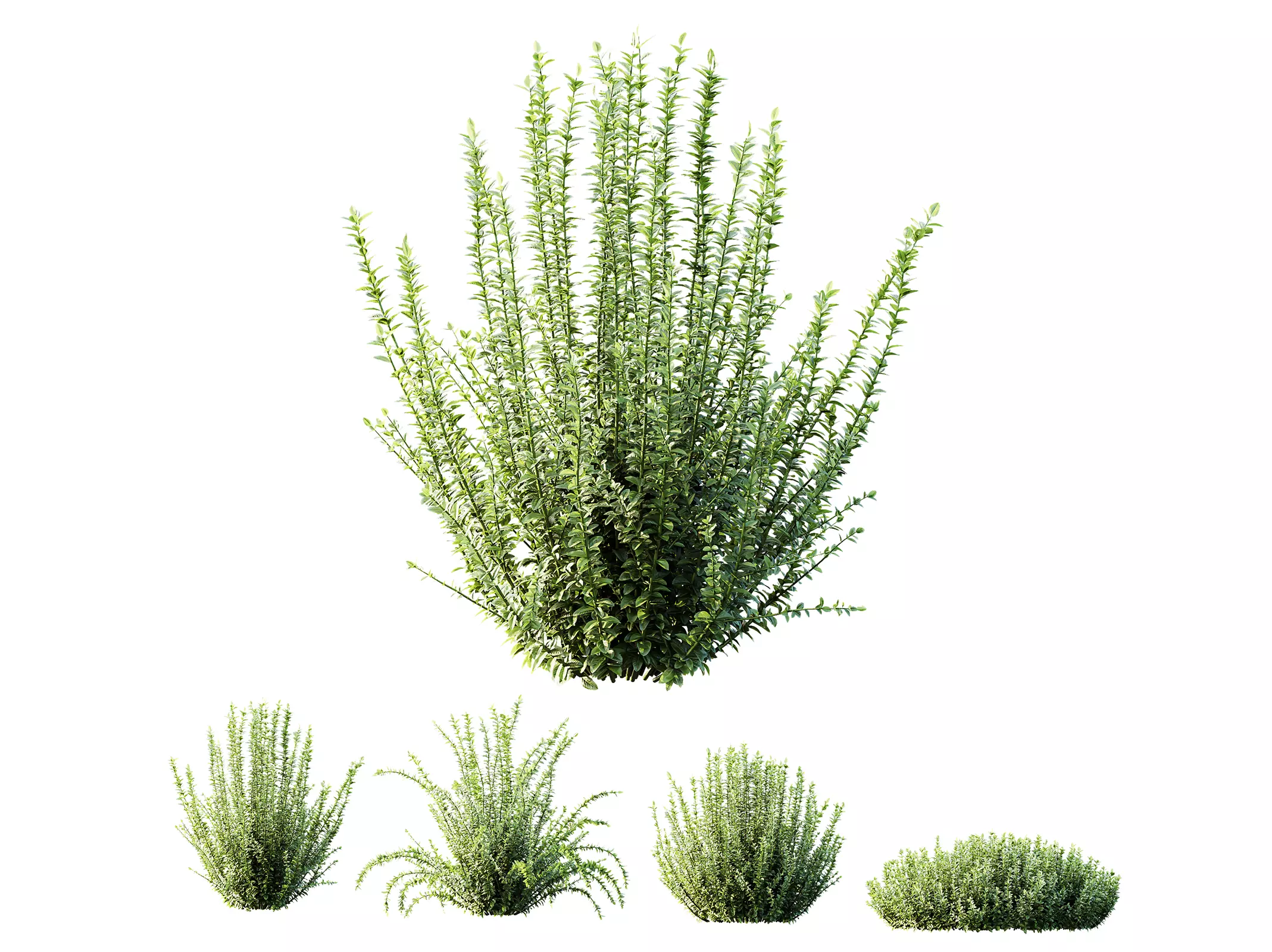 AV Plant Calluna Vulgaris Helena Summer Broom Girls04 3D model_0