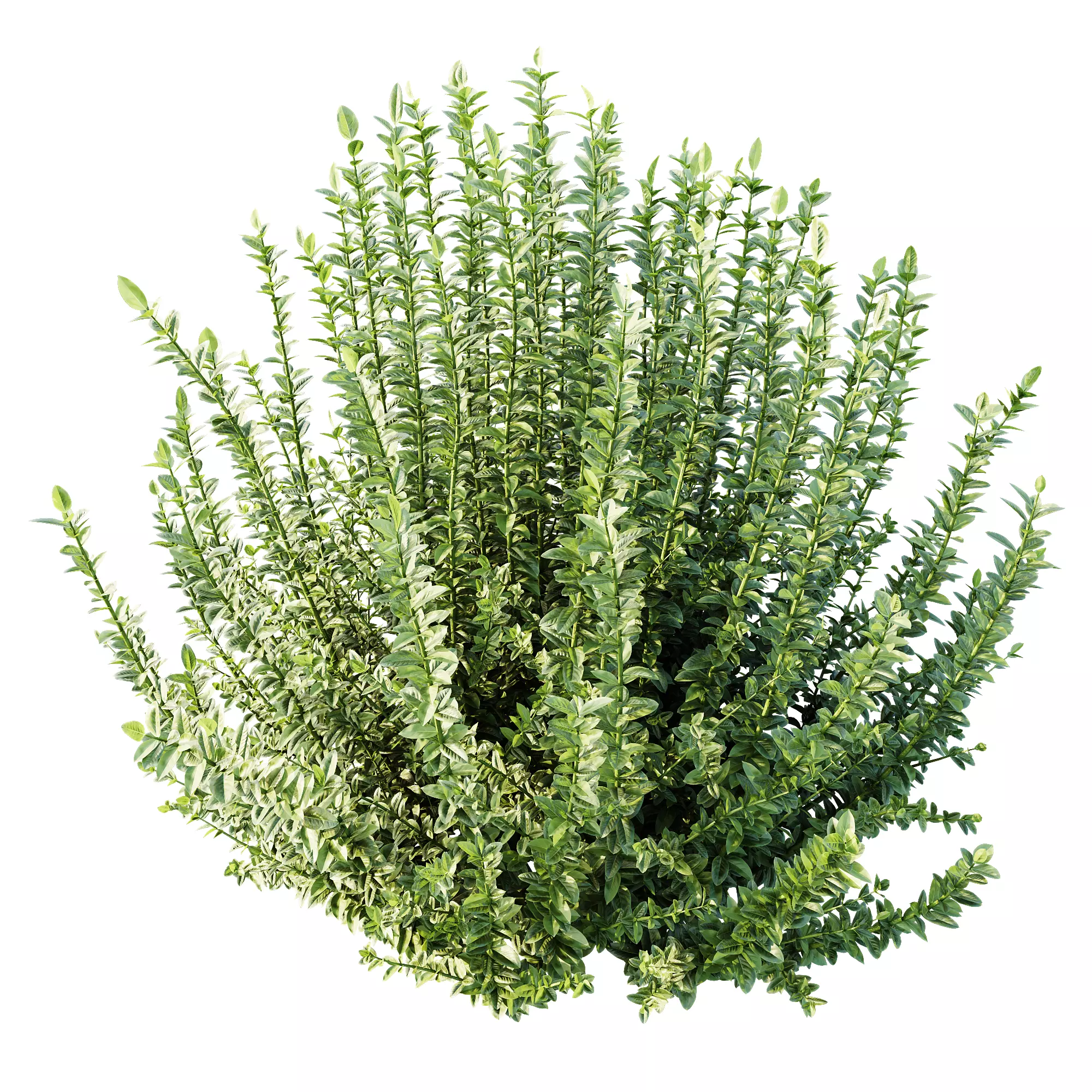 AV Plant Calluna Vulgaris Helena Summer Broom Girls04 3D model_1