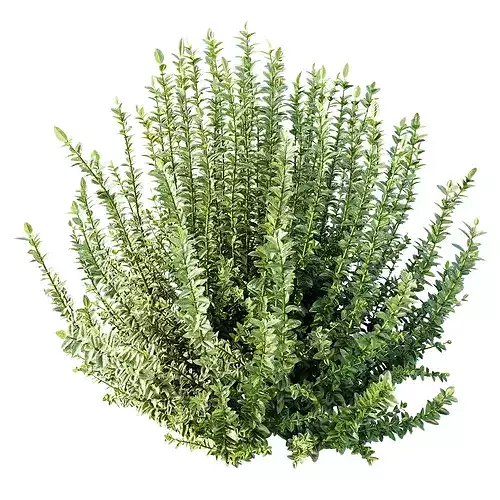 AV Plant Calluna Vulgaris Helena Summer Broom Girls04
