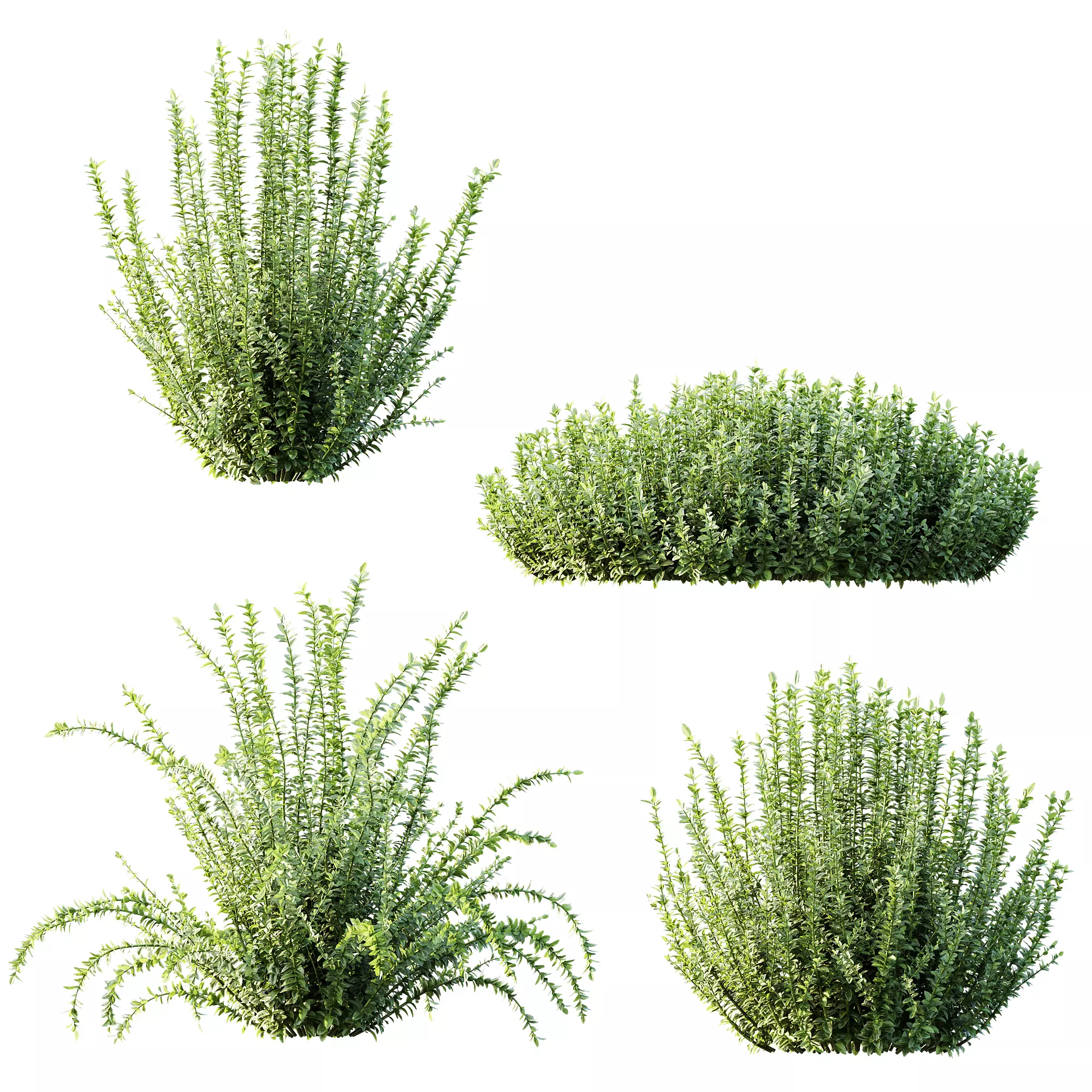 AV Plant Calluna Vulgaris Helena Summer Broom Girls04 3D model_2