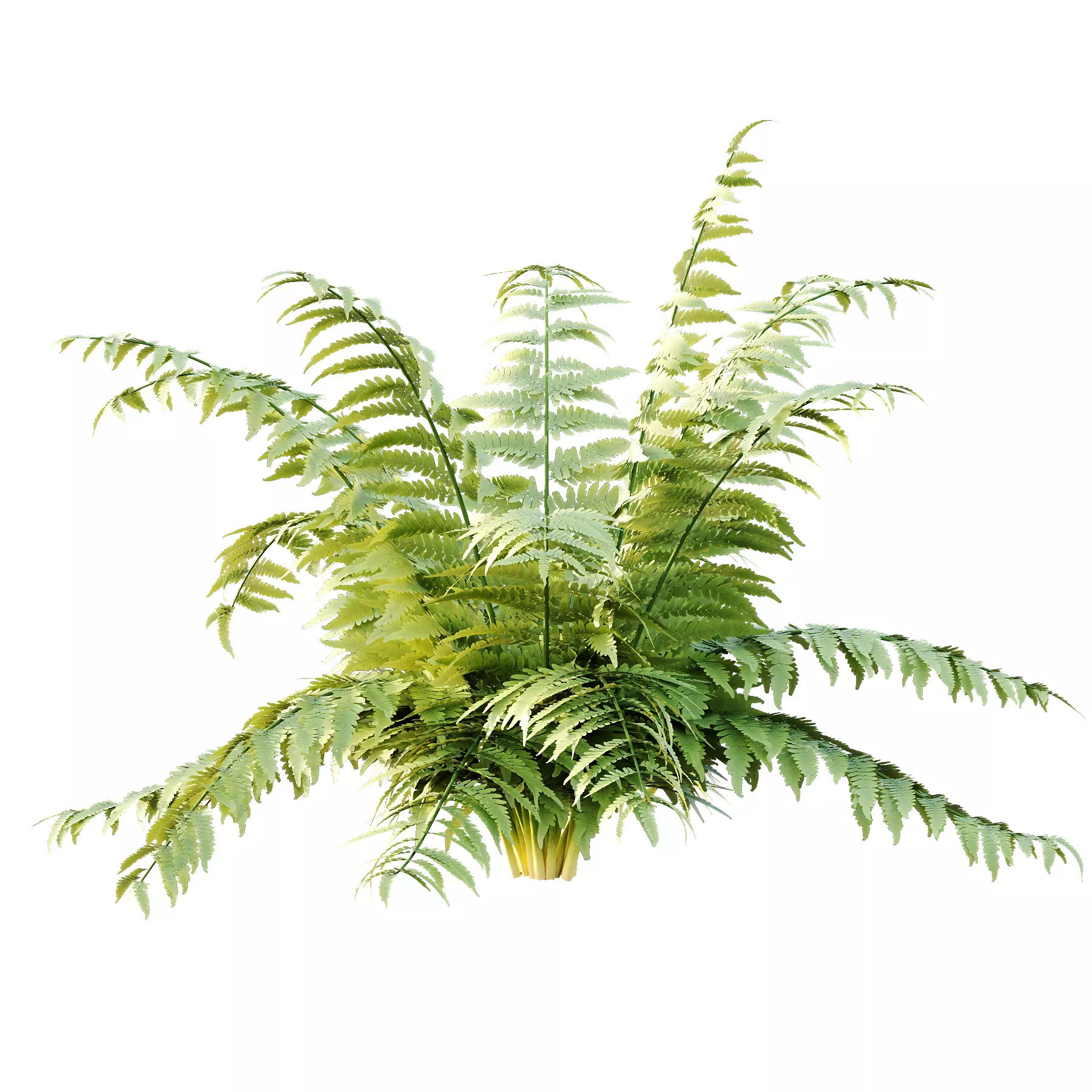 Macrothelypteris torresiana Fern bush 04 3D model_4