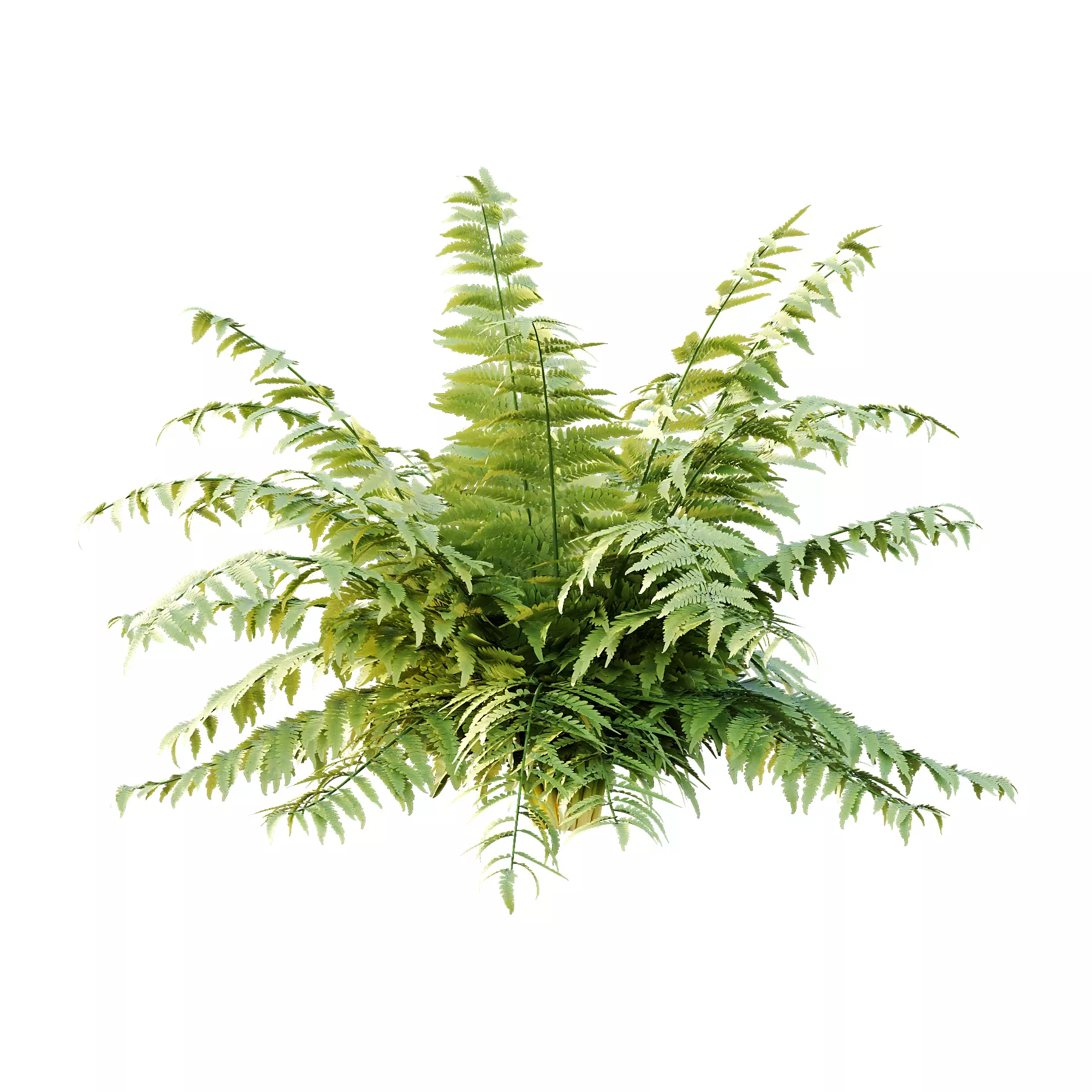 Macrothelypteris torresiana Fern bush 04 3D model_2