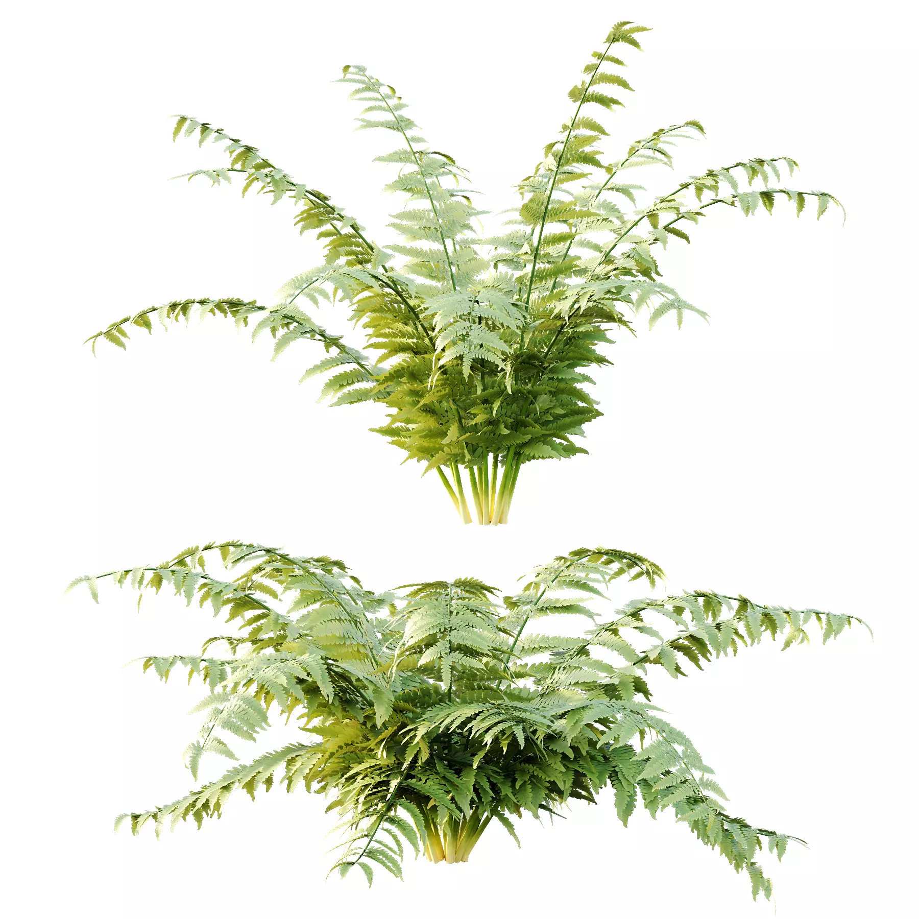 Macrothelypteris torresiana Fern bush 04 3D model_3
