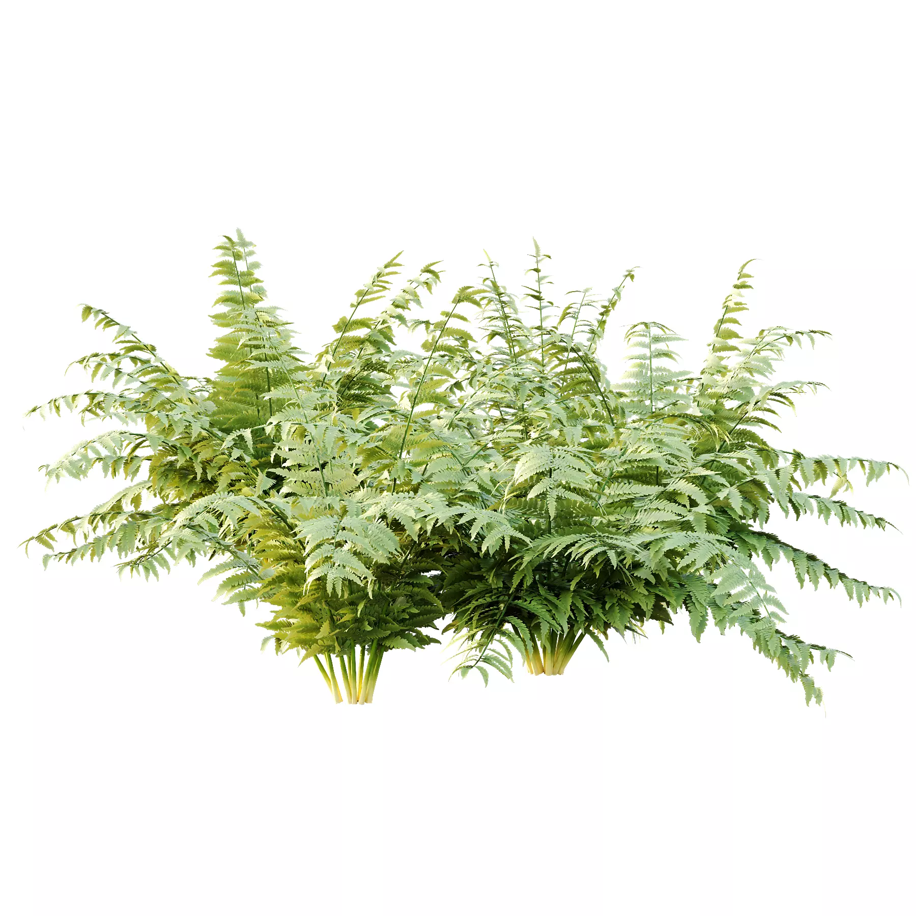 Macrothelypteris torresiana Fern bush 04 3D model_5