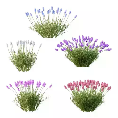 plant Grass Flower Lavandula pedunculata 02