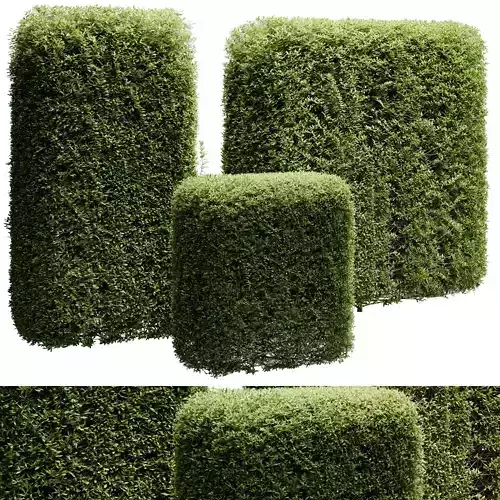 Hedge Cubic and Topiary Bush - outdoor plant set 233 