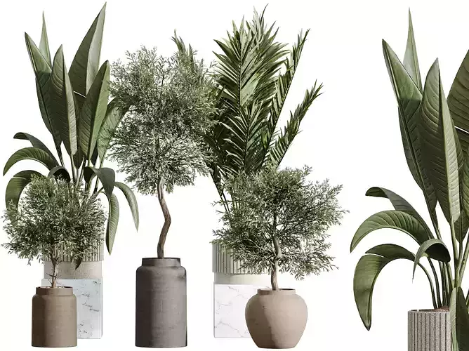 AV Indoor Plants Set 276 Olive and Banana and Palm 3D model