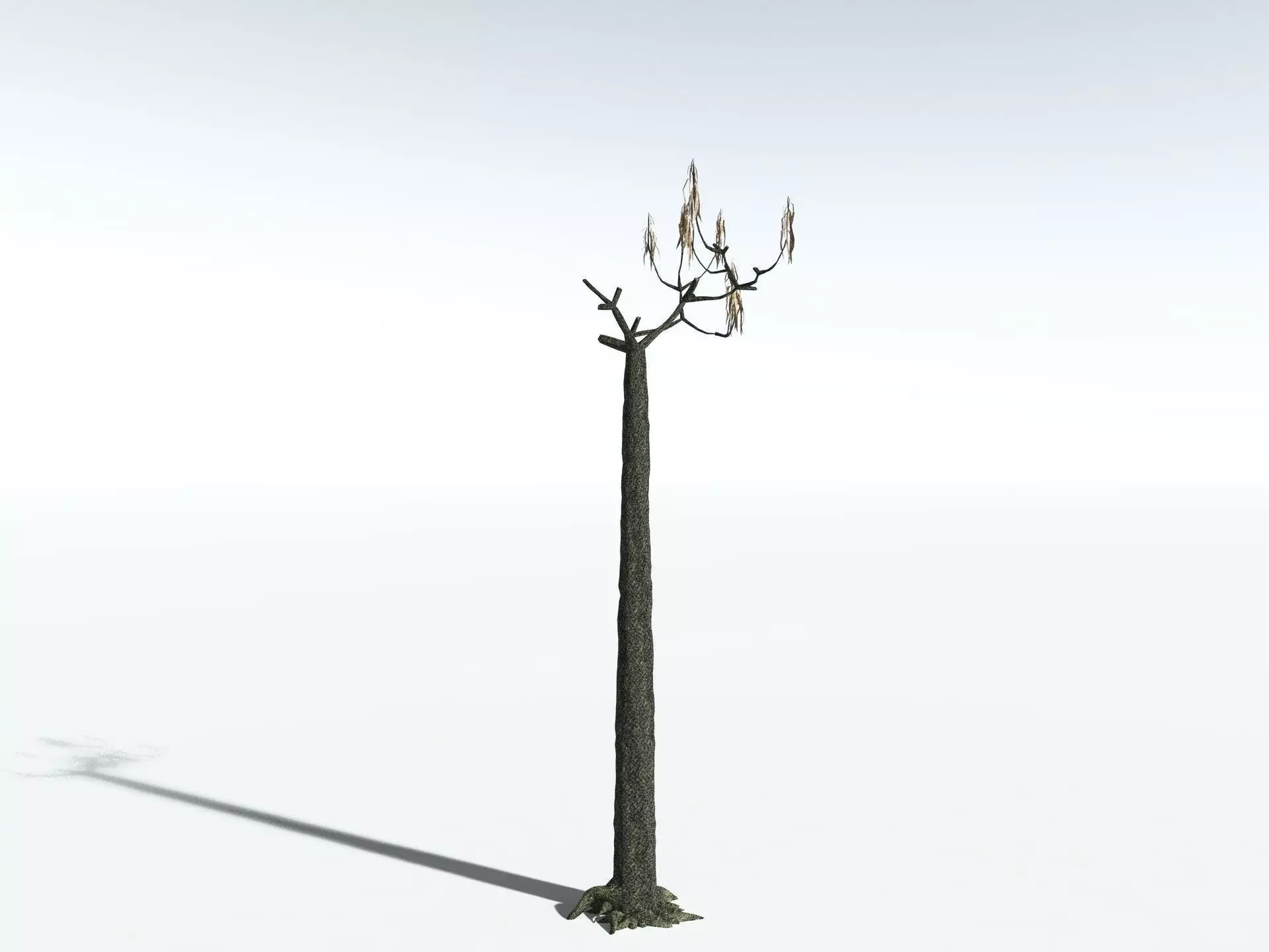 EVERYPlant Lepidodendron Aculeatum LowPoly Low-poly 3D model_18