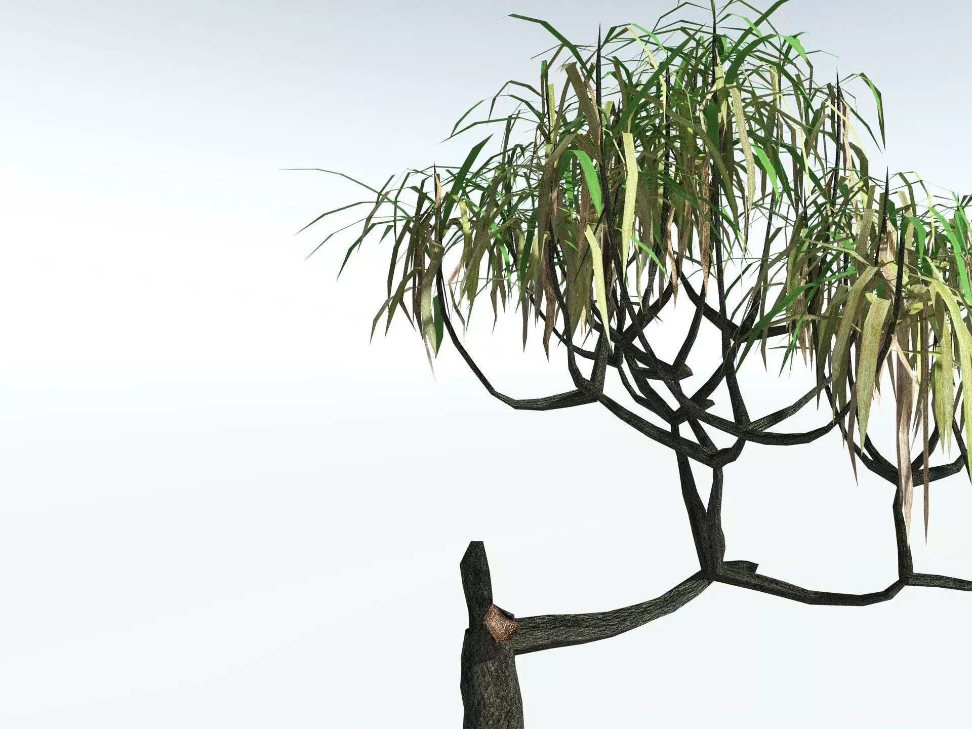 EVERYPlant Lepidodendron Aculeatum LowPoly Low-poly 3D model_15