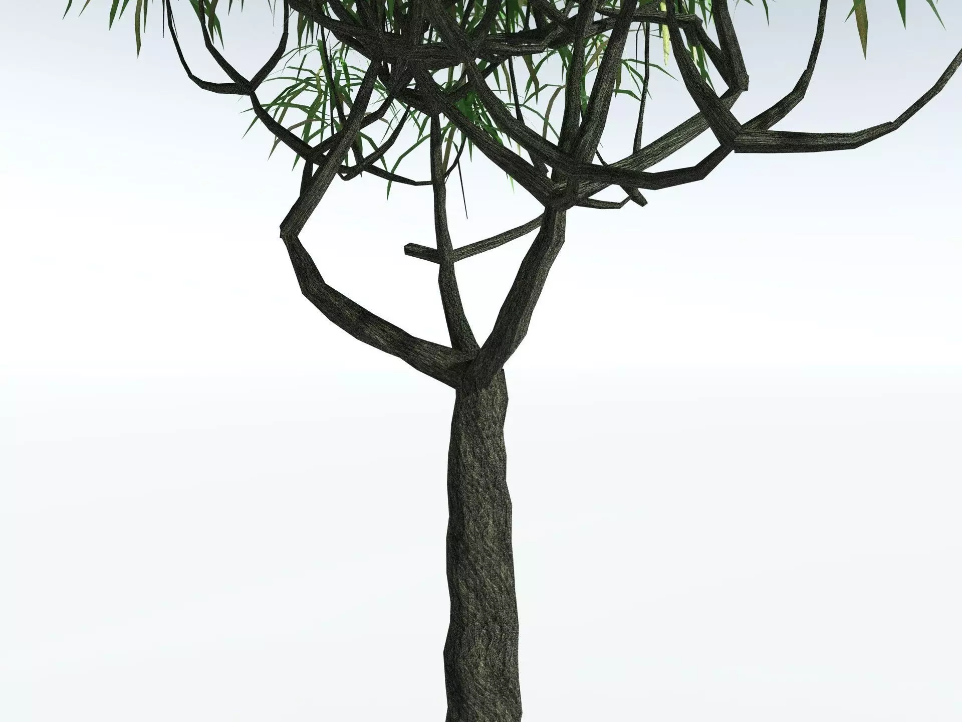 EVERYPlant Lepidodendron Aculeatum LowPoly Low-poly 3D model_13