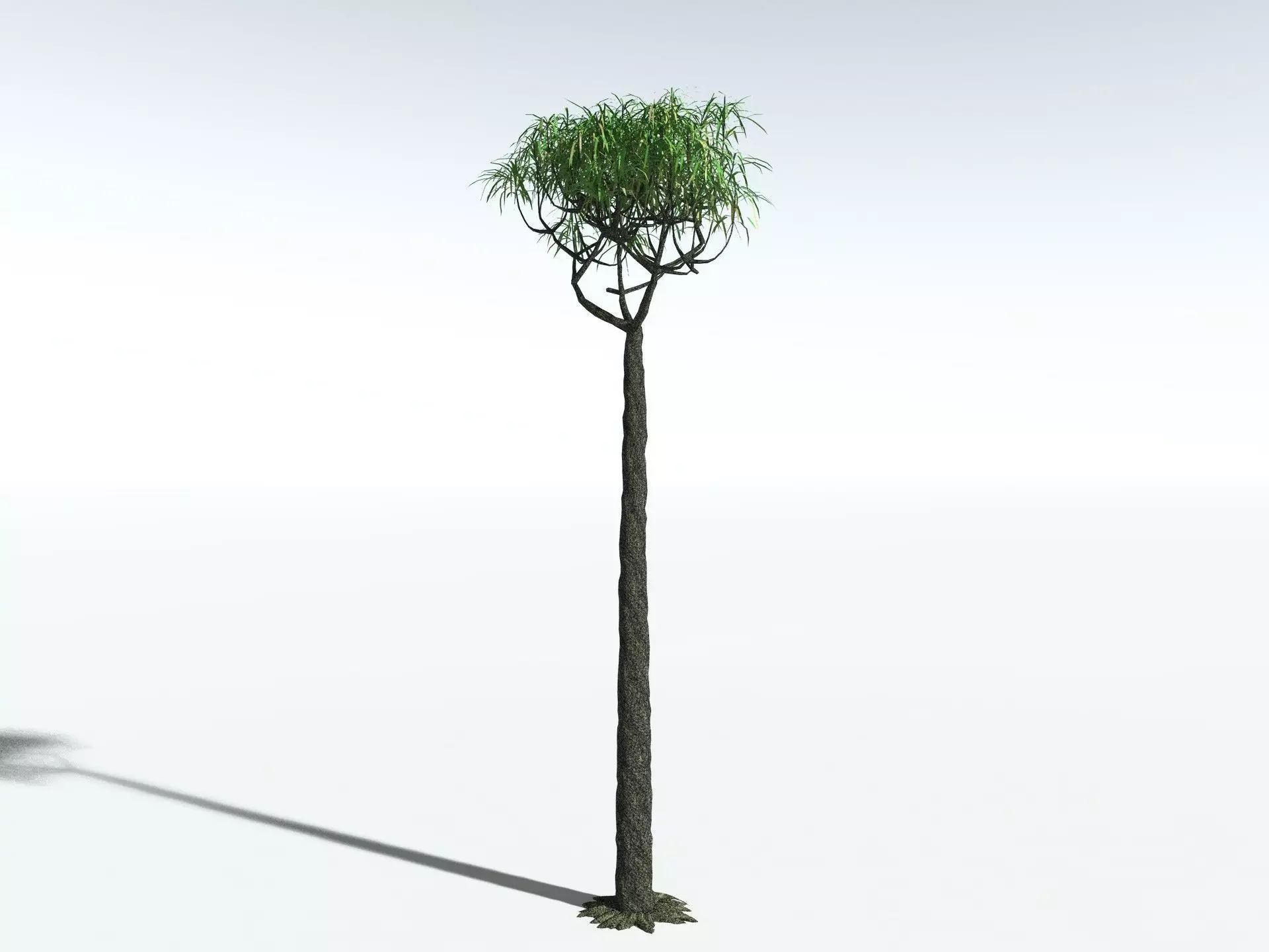 EVERYPlant Lepidodendron Aculeatum LowPoly Low-poly 3D model_12